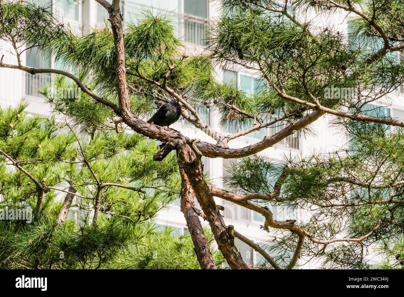Un piccione nero arroccato su un ramo di albero sempreverde di fronte al bianco edificio di appartamenti Foto Stock