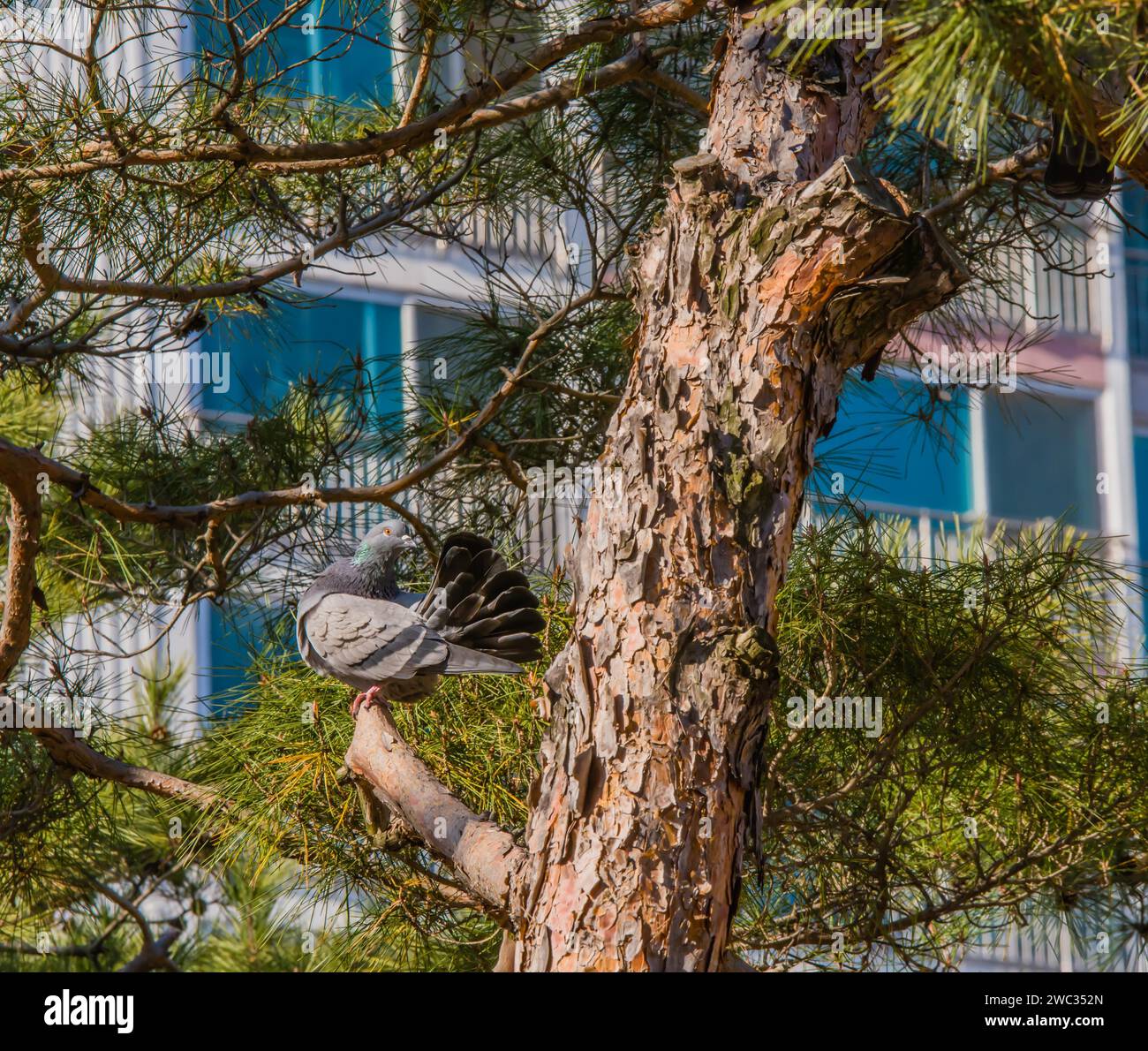Piccione su un ramo d'albero con piume di coda arricciate per sembrare un ventilatore con un edificio sullo sfondo Foto Stock