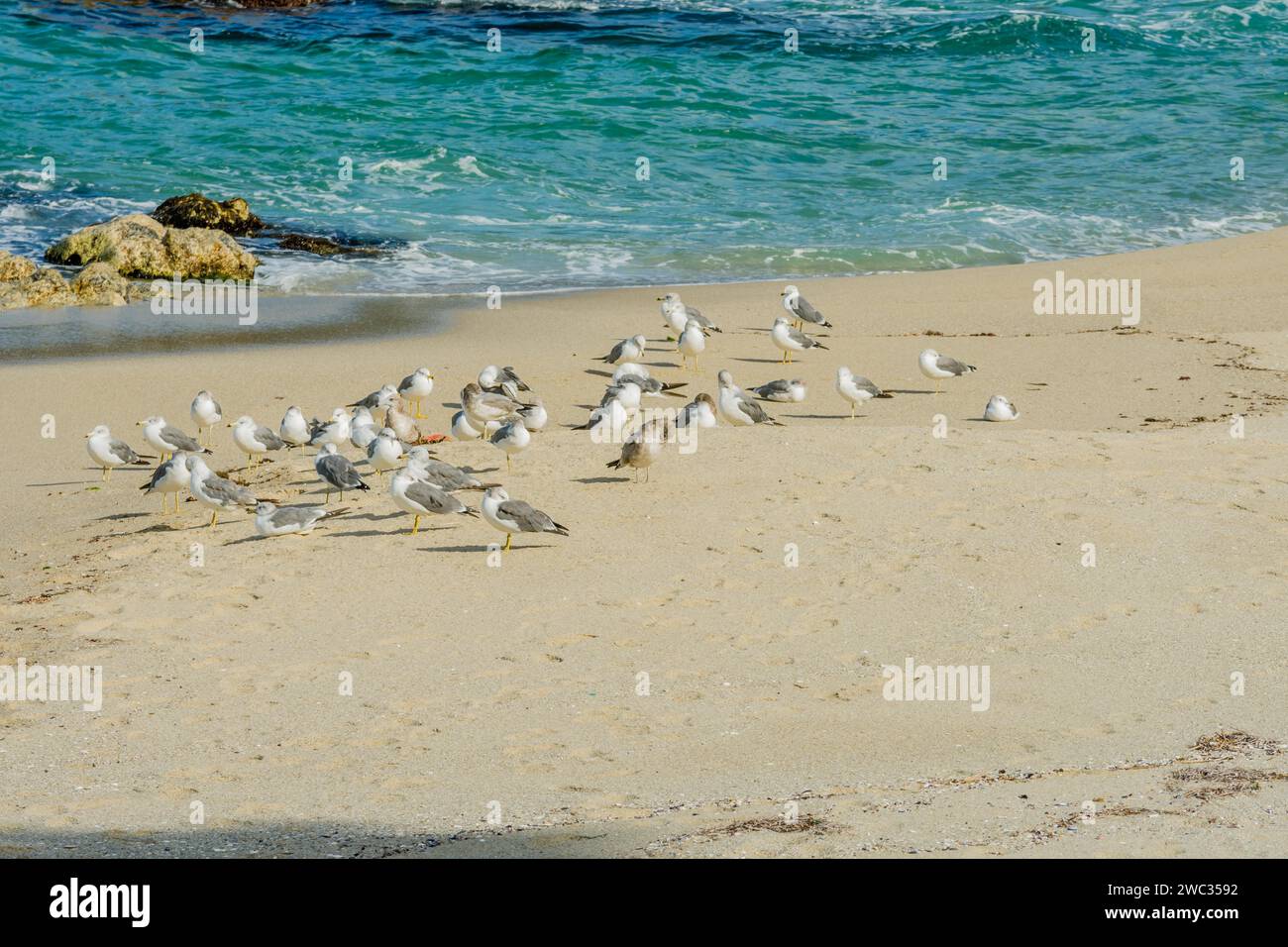 Affluenza di gabbiani sulla spiaggia sabbiosa con le onde delle acque blu dell'oceano che si infrangono contro grandi rocce Foto Stock