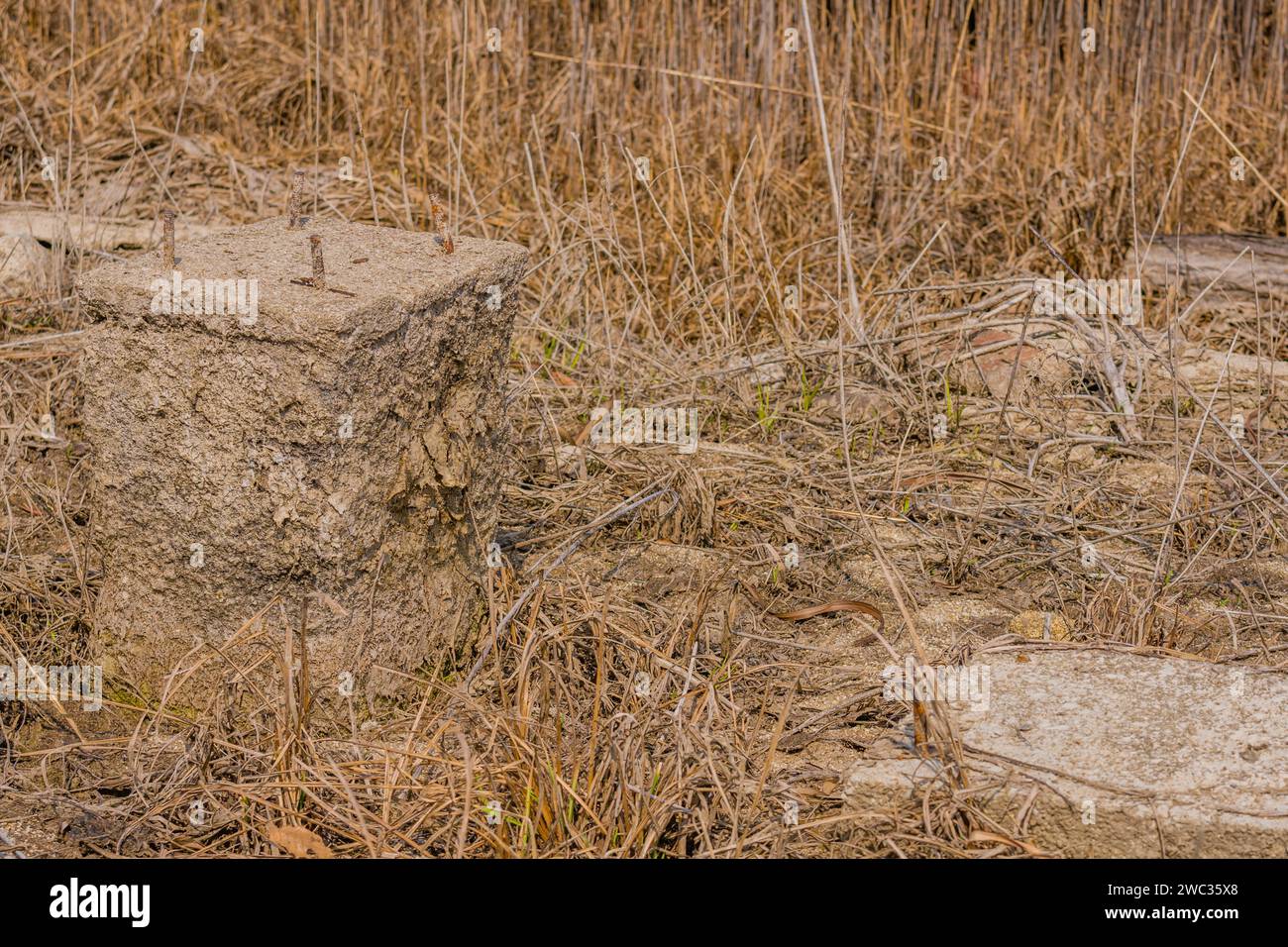 Colonne di cemento e blocchi di fondazione in erba alta di letto del fiume essiccato Foto Stock