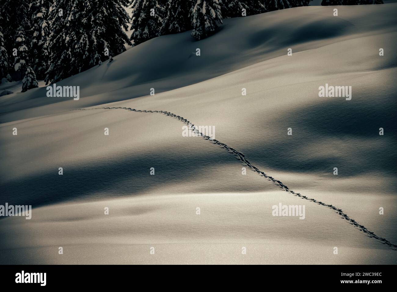 Singola pista per animali in un paesaggio invernale innevato, Balderschwang, Oberallgaeu, Baviera, Germania Foto Stock