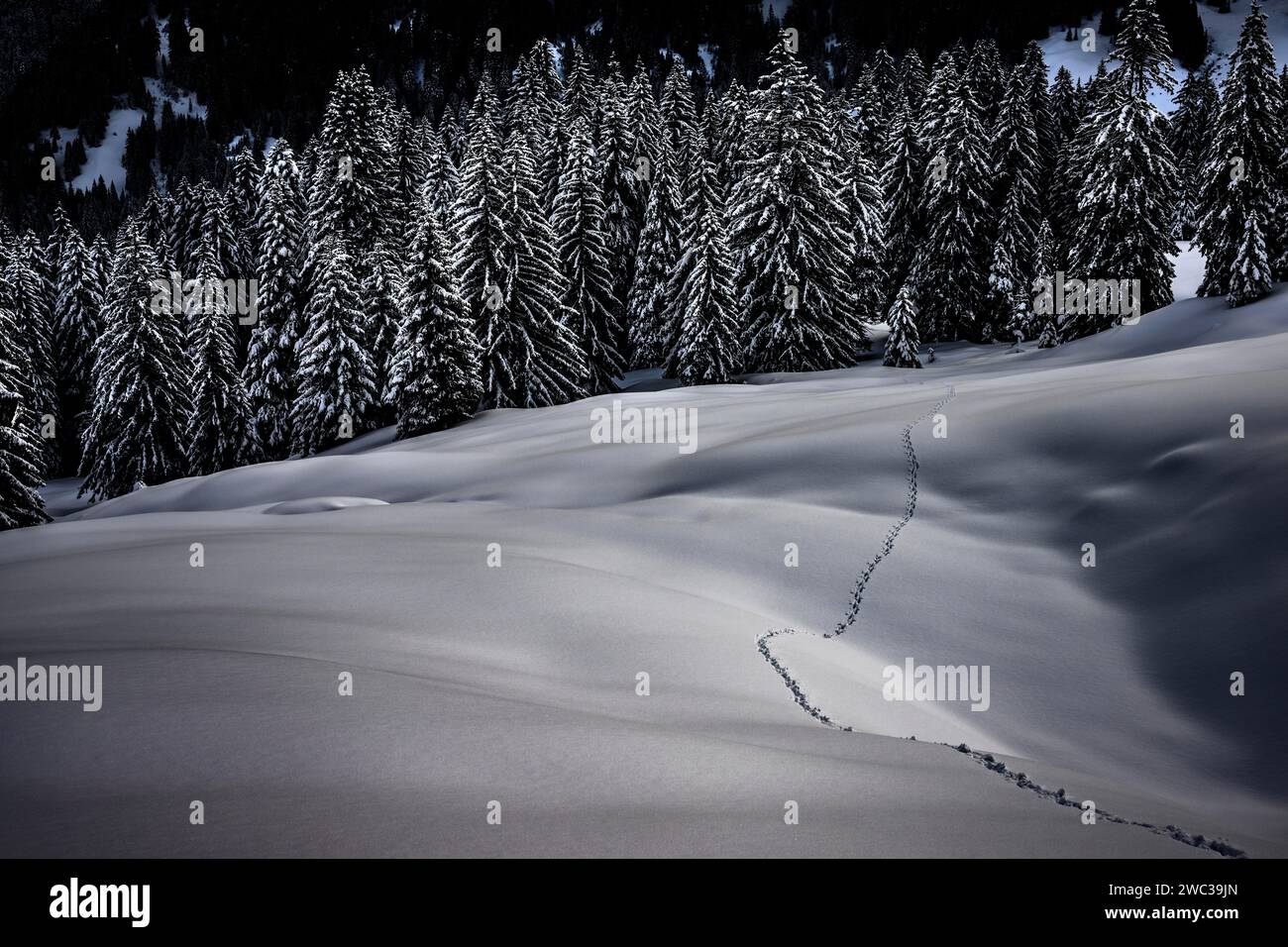 Singola pista per animali in un paesaggio invernale innevato, Balderschwang, Oberallgaeu, Baviera, Germania Foto Stock