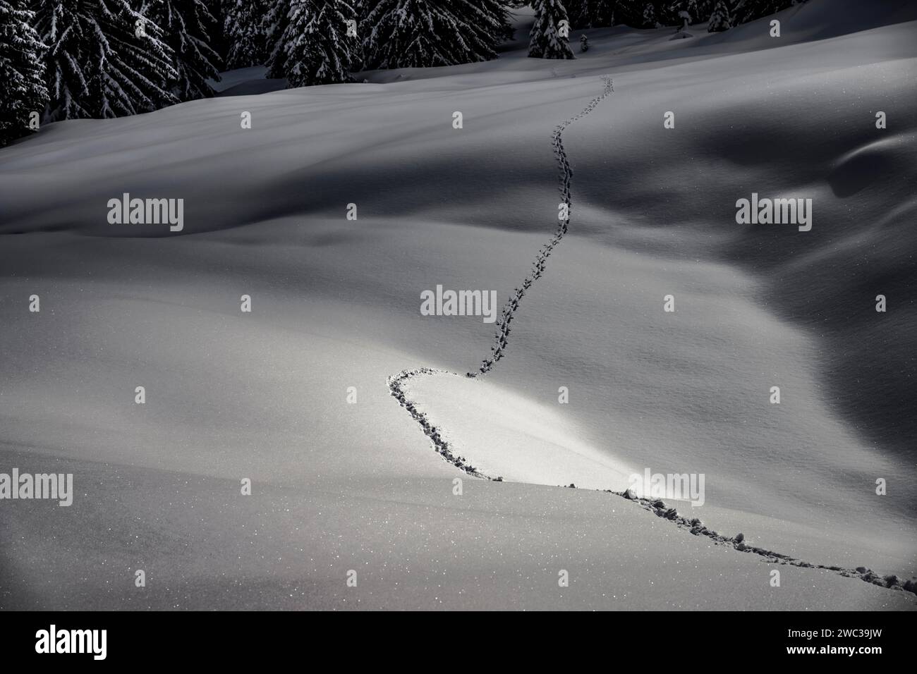 Singola pista per animali in un paesaggio invernale innevato, Balderschwang, Oberallgaeu, Baviera, Germania Foto Stock