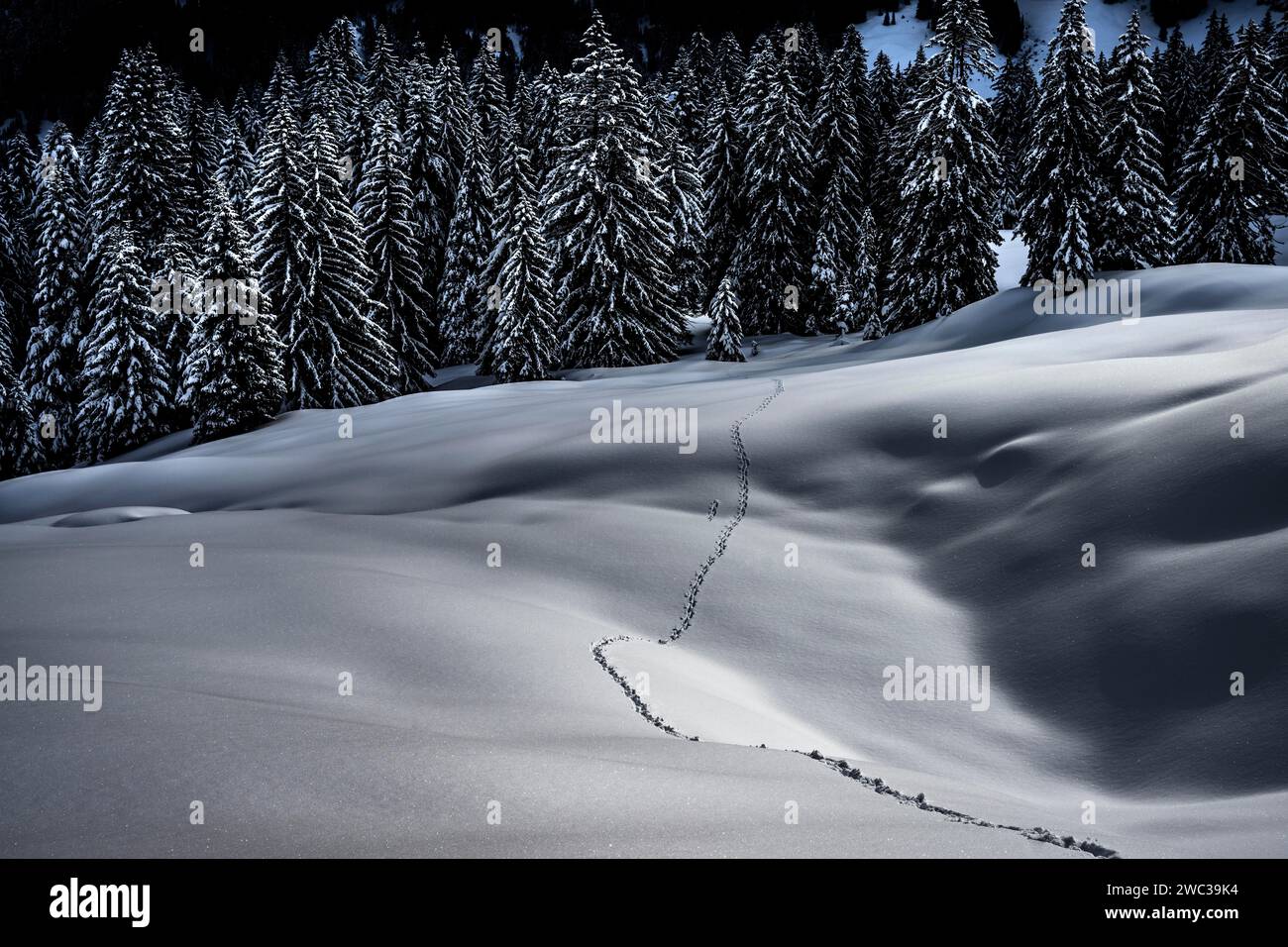 Singola pista per animali in un paesaggio invernale innevato, Balderschwang, Oberallgaeu, Baviera, Germania Foto Stock