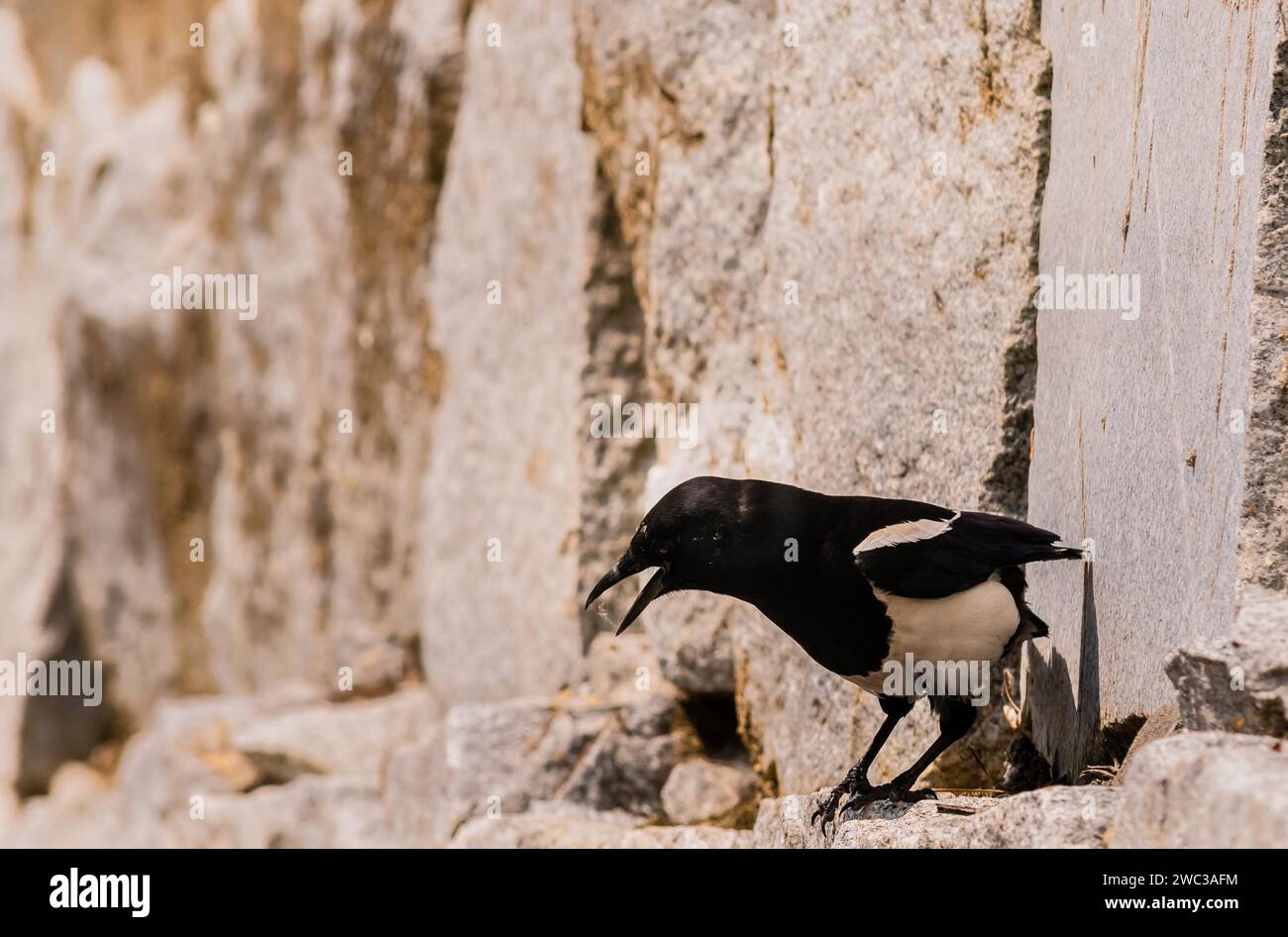 Primo piano di magpie arroccate su un muro di pietra a caccia di cibo in una luminosa giornata di sole Foto Stock