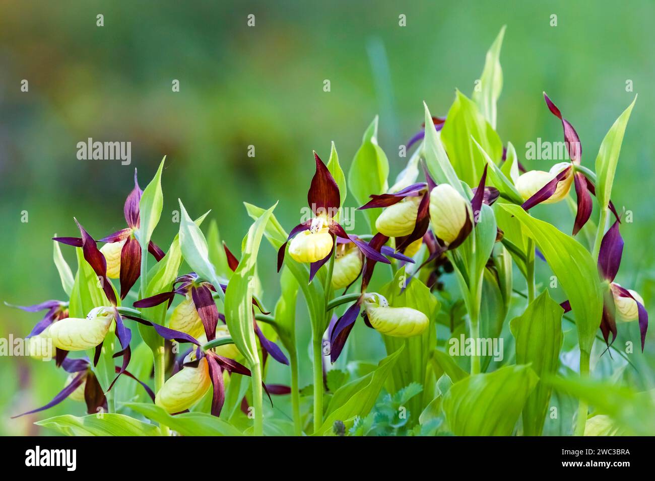 Orchidee autoctone, ciabatta (Cypripedium calceolus), bassa Sassonia, Repubblica federale di Germania Foto Stock