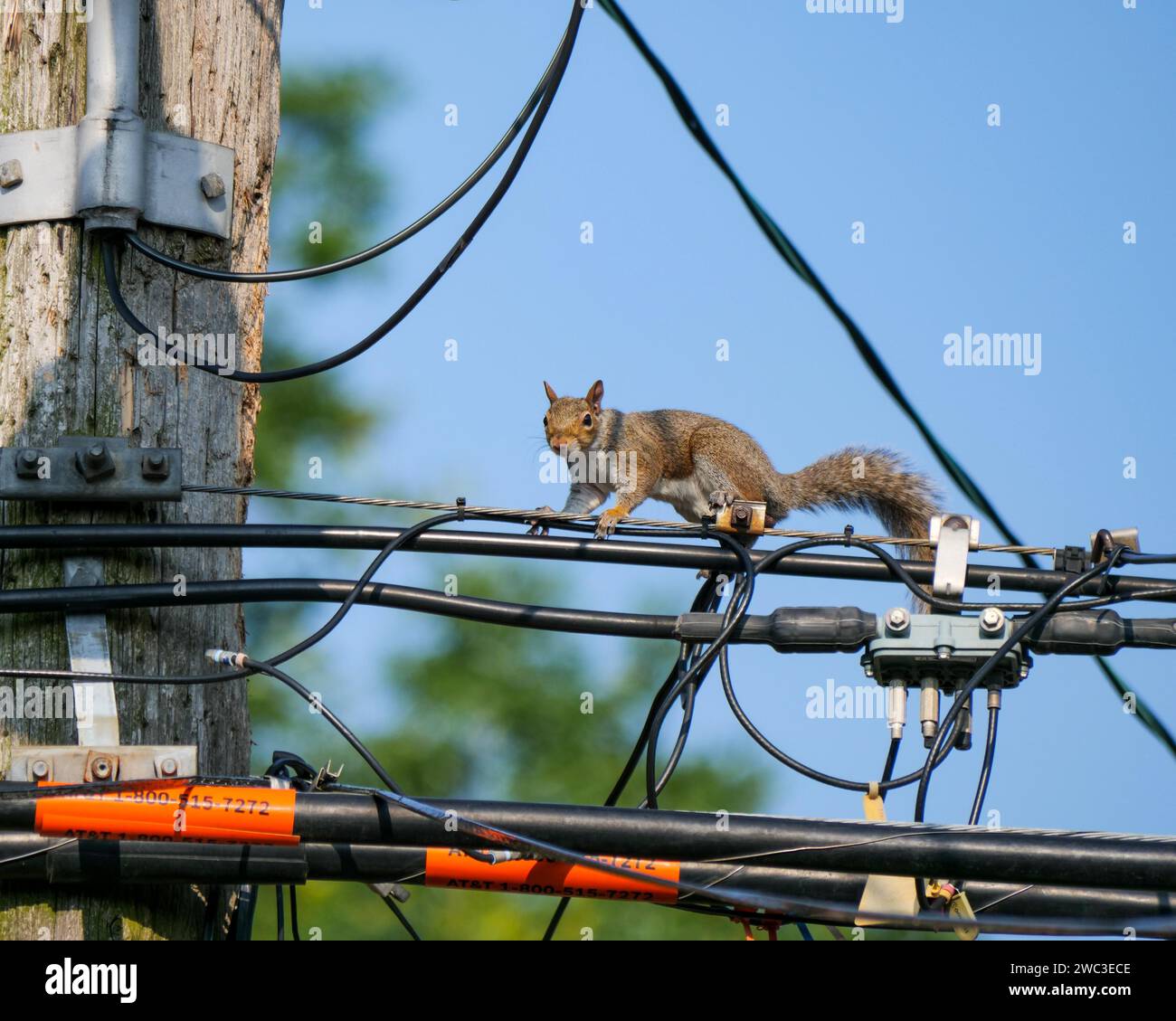 Scoiattolo grigio orientale (Sciurus carolinensis) sulle linee di servizio. Gli scoiattoli possono masticare attraverso l'isolamento causando interruzioni di corrente. Oak Park, Illinois. Foto Stock