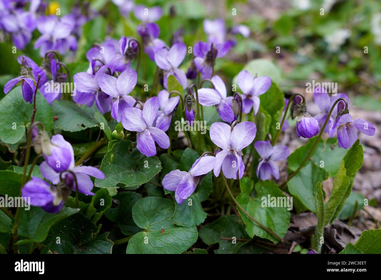 Primo piano dei fiori viola (viola odorata) con foglie verdi, all'aperto, in primavera Foto Stock