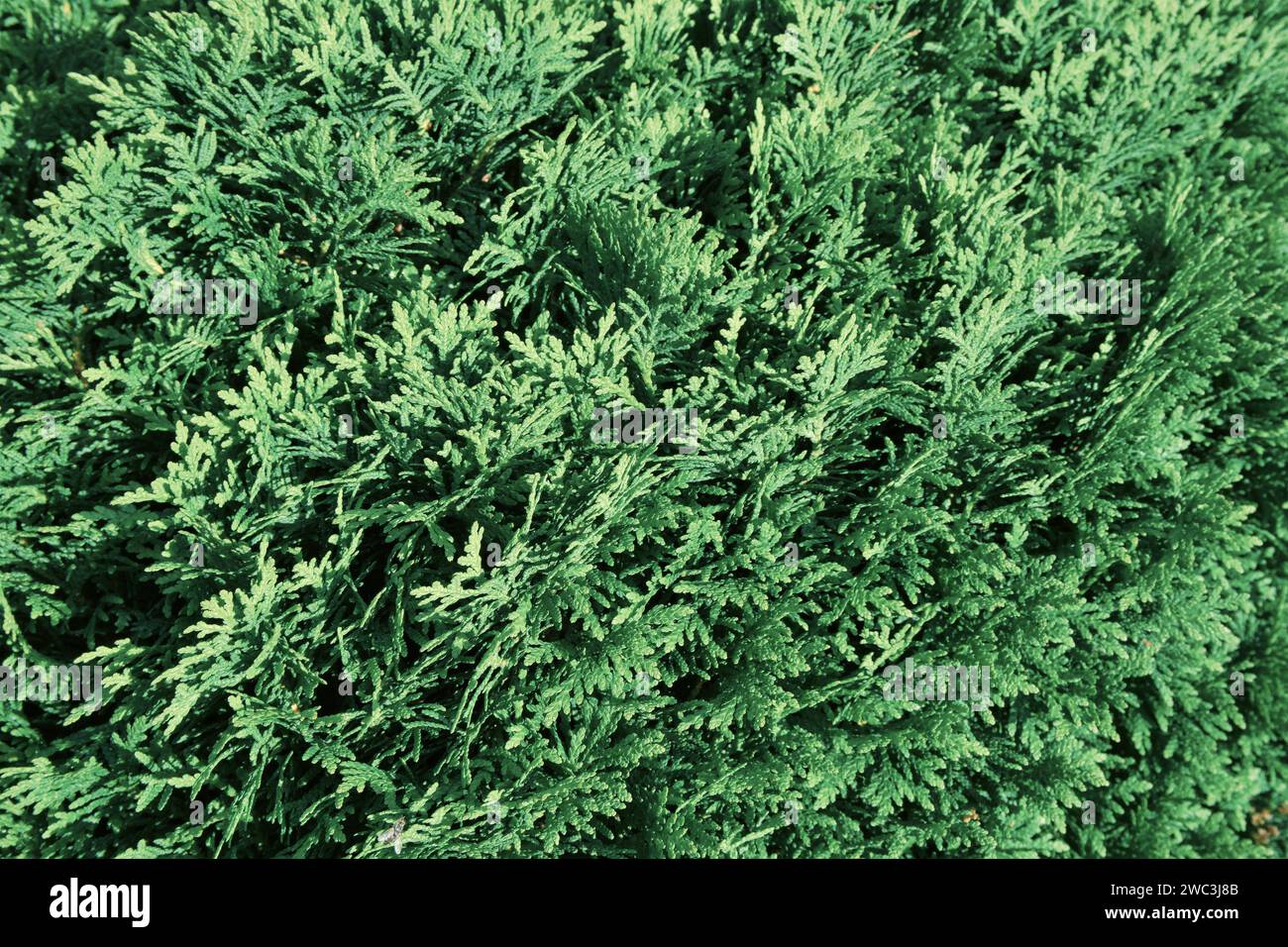 Splendida trama verde di foglie di thuja da vicino. Sfondo di rami di thuja. Splendido sfondo naturale. Foto Stock