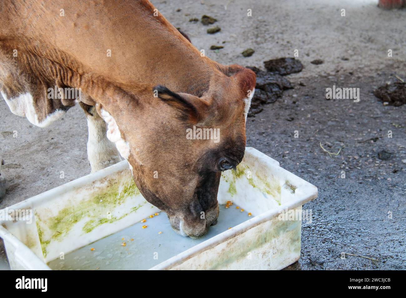 Mucca nel corral di una fattoria a Rio de Janeiro, Brasile. Foto Stock