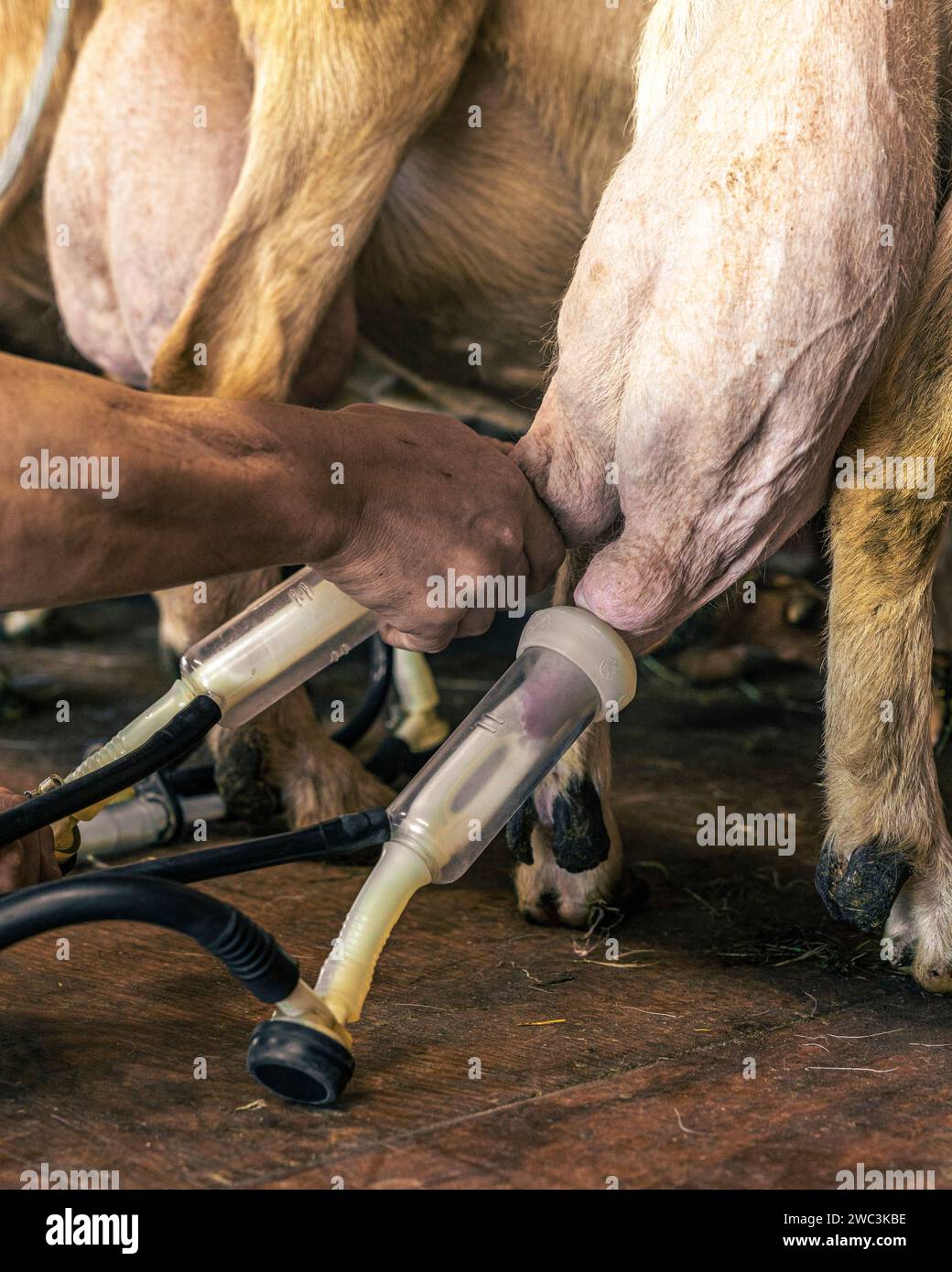 Mungitrice per capre immagini e fotografie stock ad alta risoluzione - Alamy