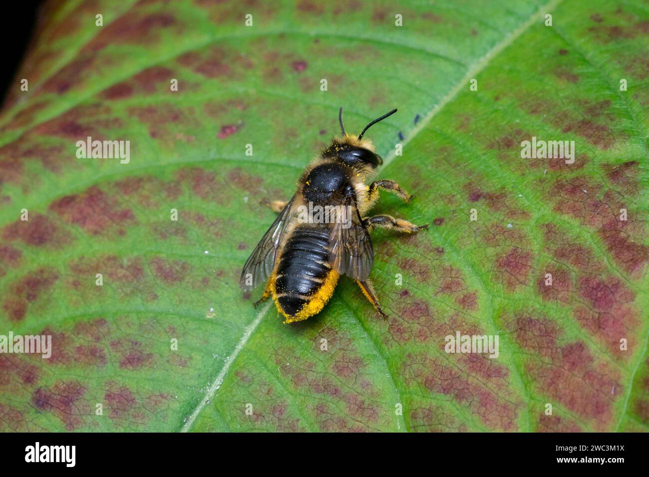 Una femmina leafcutter (probabilmente il leafcutter patchwork, Megachile centuncularis) poggia su una foglia con il suo carico di polline. Sunderland, ne UK. Foto Stock