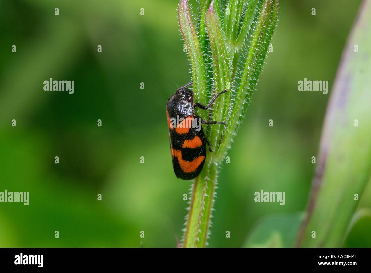 Un rana rosso e nero (Cercopis vulnerata) aggrappato a uno stelo vegetale. Fotografato a Hawthorn vicino a Seaham, contea di Durham Foto Stock