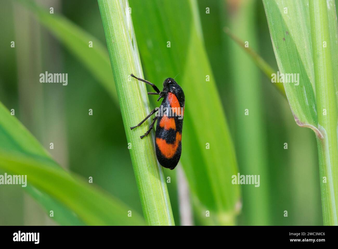 Un rana rosso e nero (Cercopis vulnerata) aggrappato a uno stelo vegetale. Fotografato a Hawthorn vicino a Seaham, contea di Durham Foto Stock