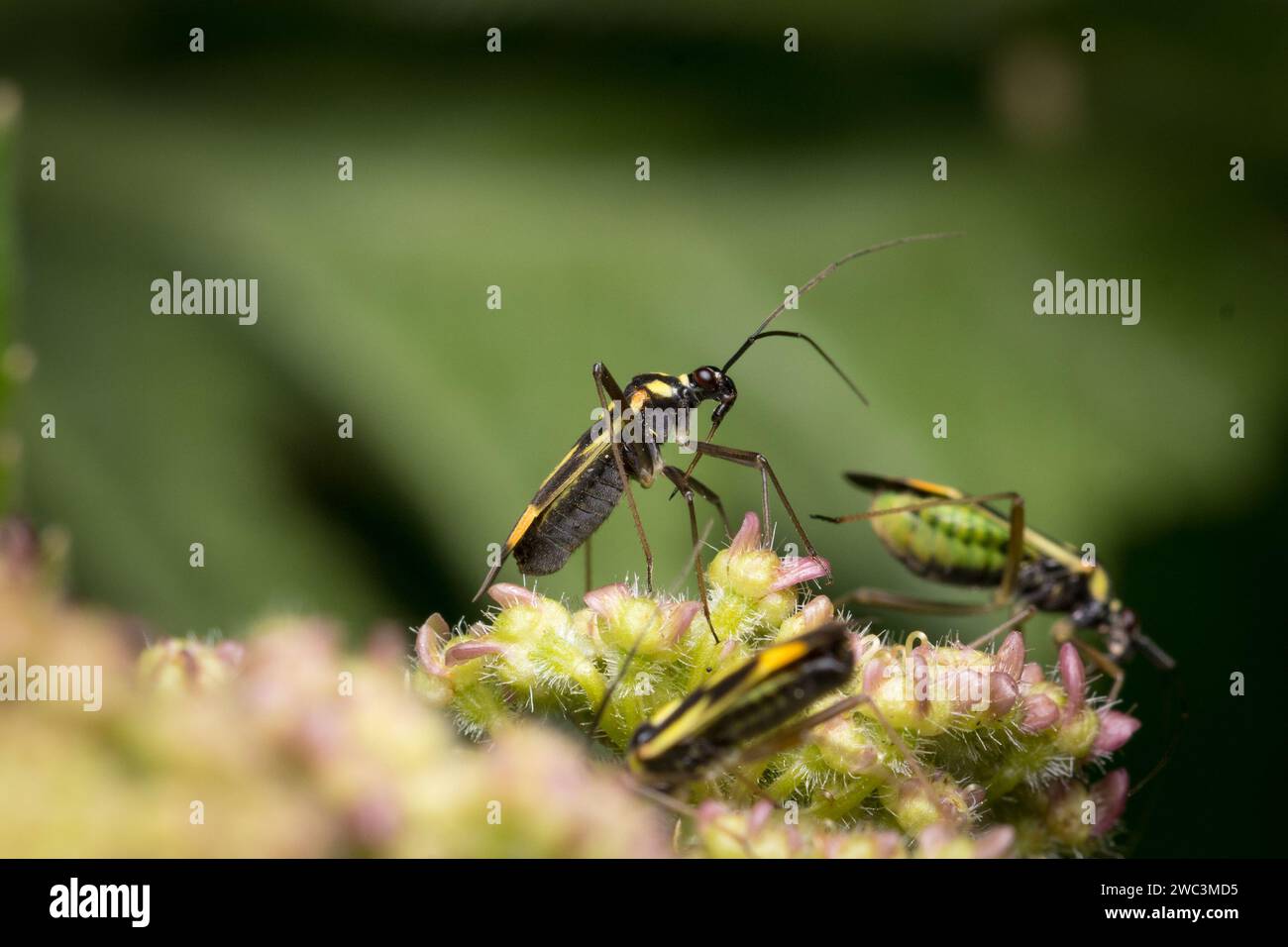 Un insetto miride (probabilmente Dryophilocoris flavoquadrimaculatus) che si nutre. Fotografato al Thornley Woodland Centre, Tyne & Wear, Inghilterra nord-orientale Foto Stock