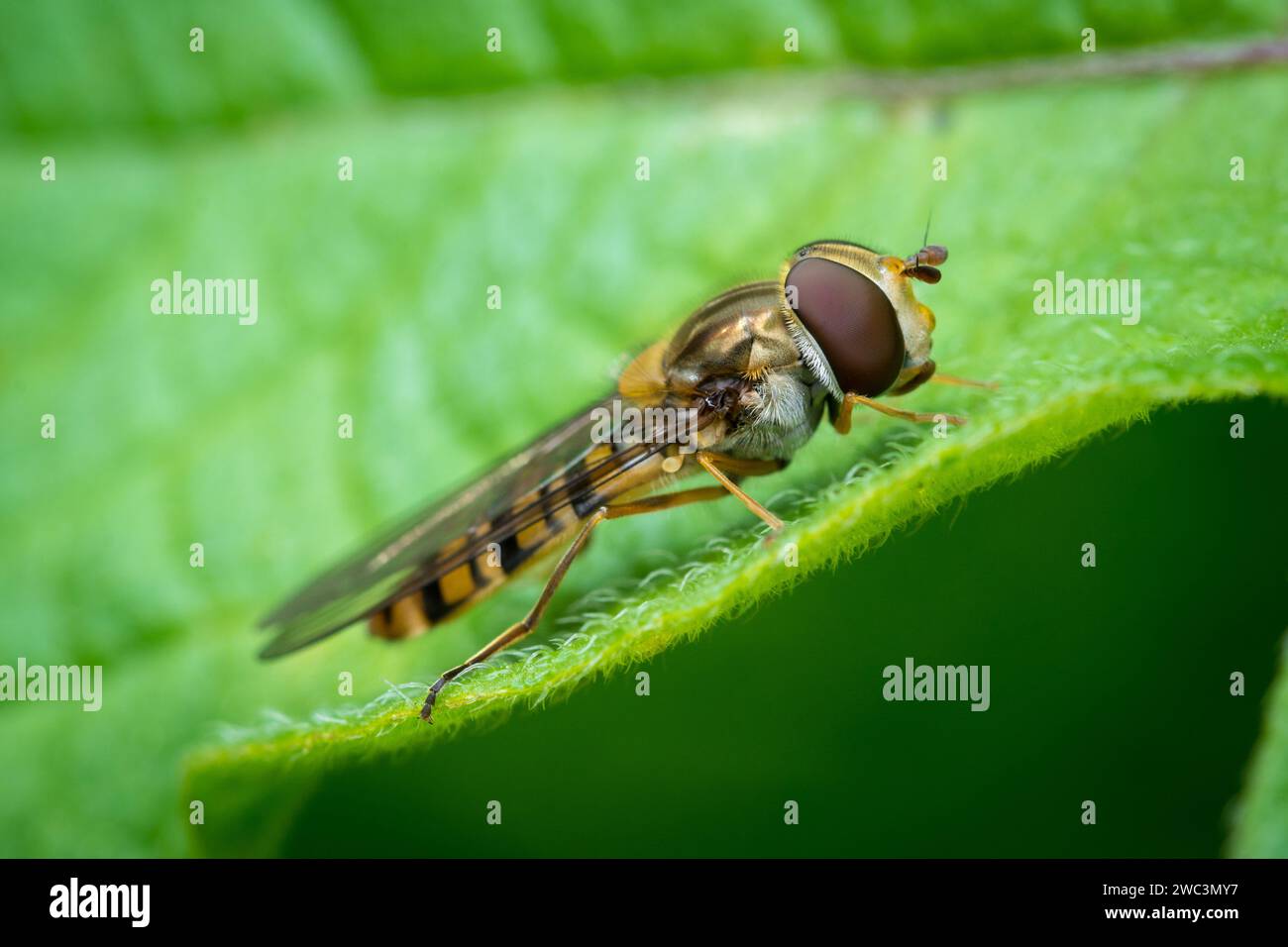 Un hoverfly non identificato che poggia su una foglia. Fotografato a Sunderland, nel nord-est dell'Inghilterra Foto Stock