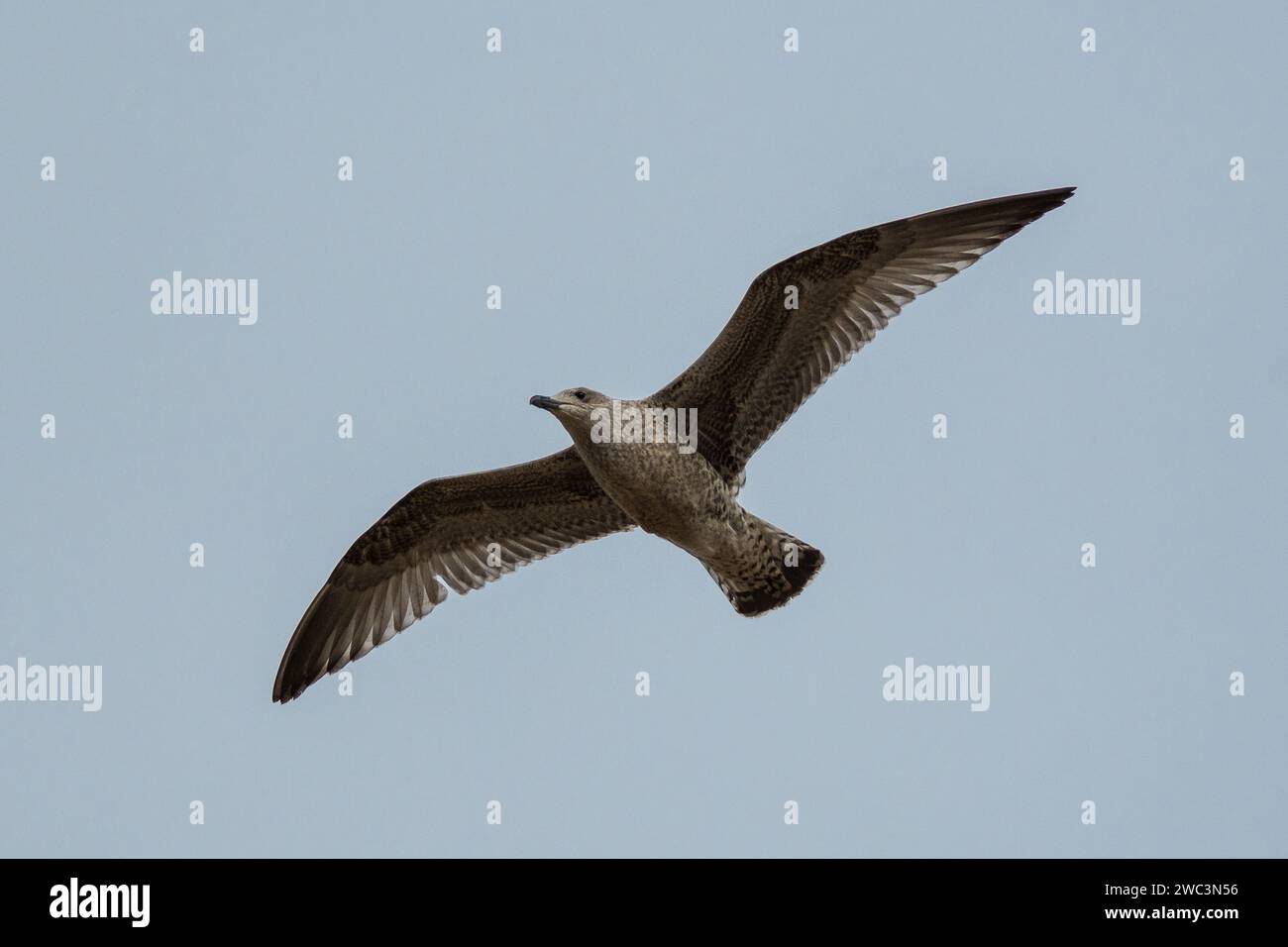 Un giovane gabbiano delle aringhe (Larus argentatus) in volo. Fotografato sul lungomare di Seaburn, Sunderland, Inghilterra nord-orientale Foto Stock