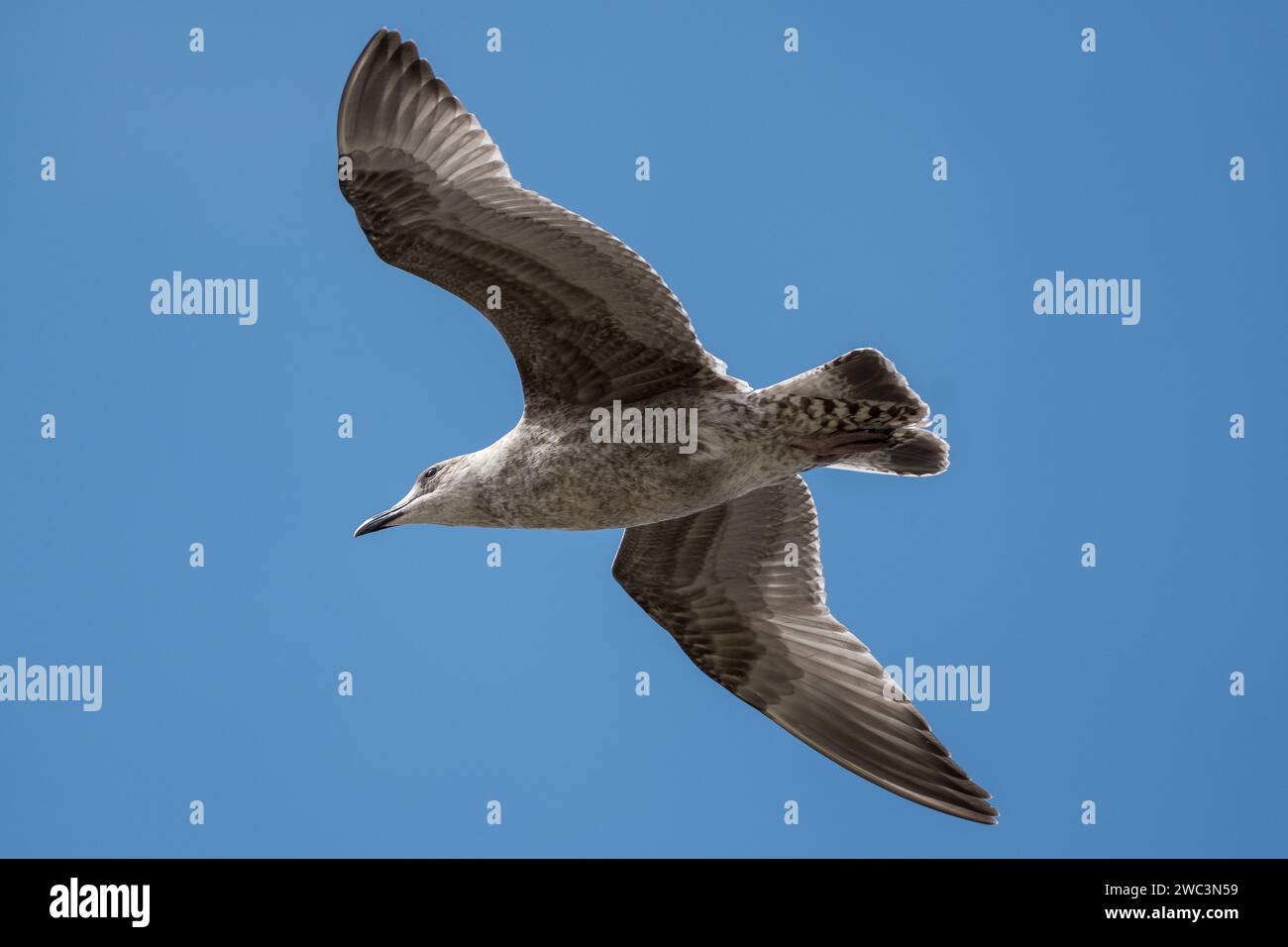 Un giovane gabbiano delle aringhe (Larus argentatus) in volo. Fotografato sul lungomare di Seaburn, Sunderland, Inghilterra nord-orientale Foto Stock