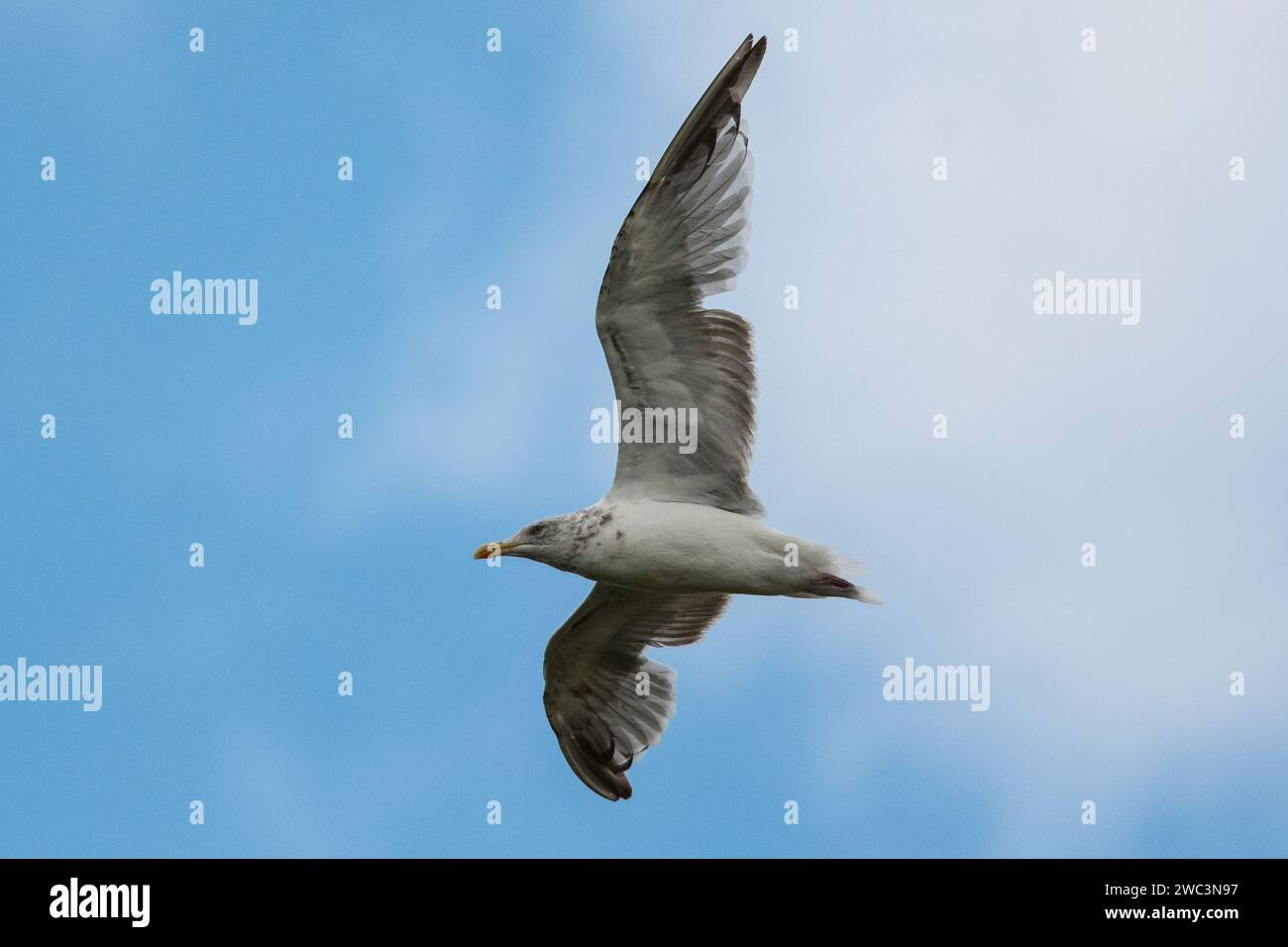 Un giovane gabbiano delle aringhe (Larus argentatus) in volo. Fotografato sul lungomare di Seaburn, Sunderland, Inghilterra nord-orientale Foto Stock