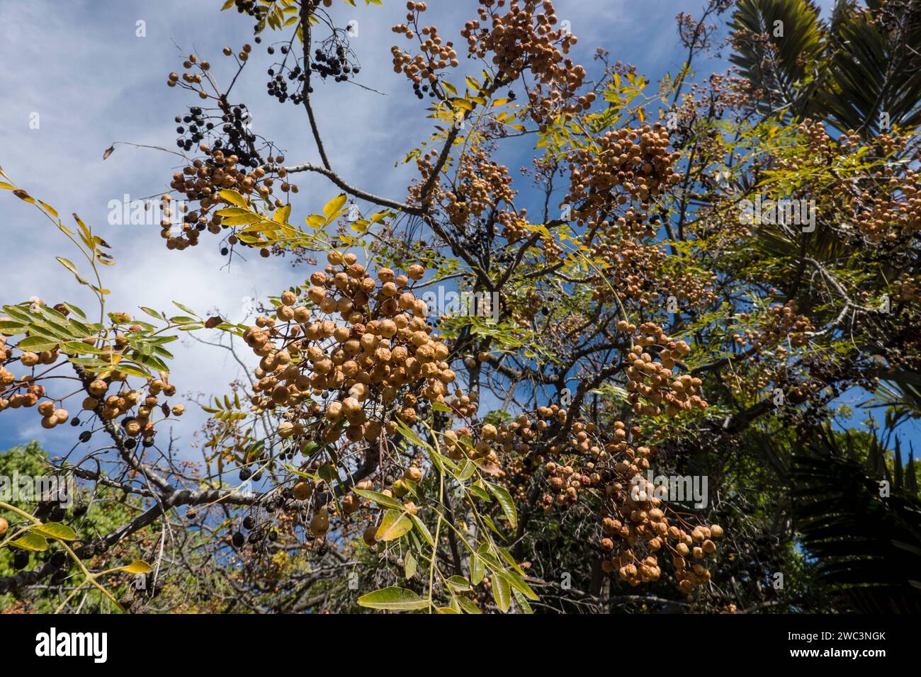 Zedrachbaum oder Indischer Zederachbaum (Melia azedarach), auch Persischer Flieder, Westindischer Flieder, Chinesischer Holunder, Maspalomas, gran CAN Foto Stock