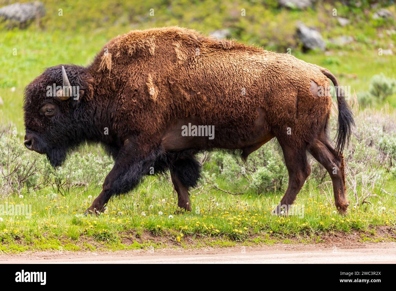 Grande bufalo selvaggio nordamericano, bisonti, pascolano su prati verdi di erba primaverile Foto Stock