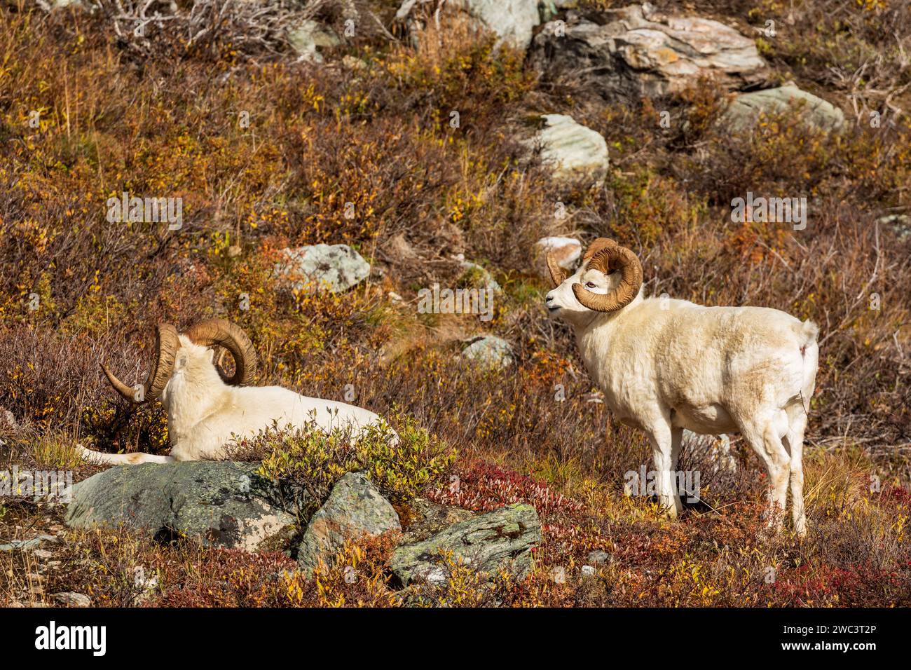 Due grandi pecore, Ovis dalli, riposano nel pennello salvia su una montagna Foto Stock