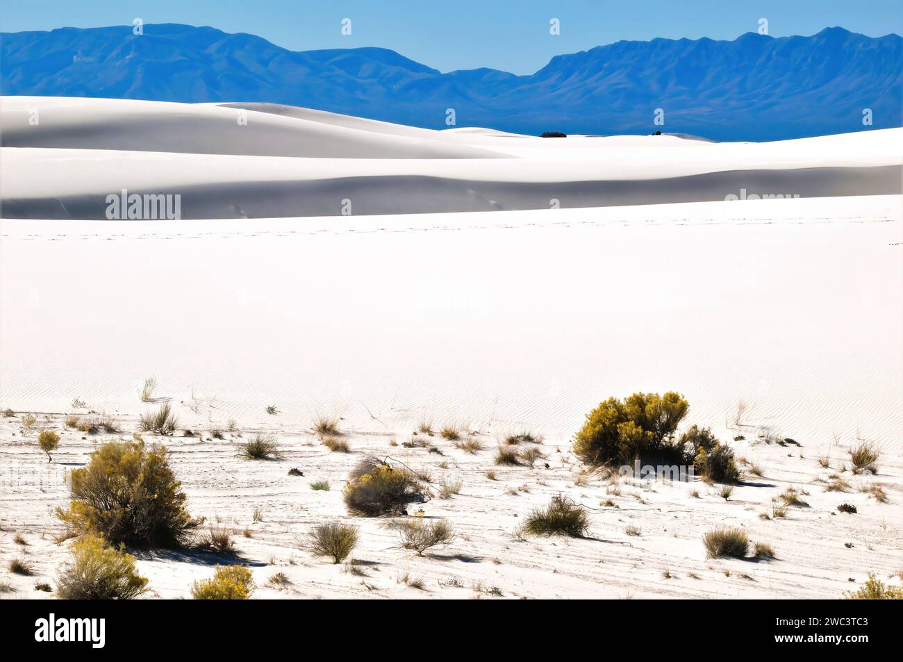 Base di dune di sabbia e flora al White Sands National Park Foto Stock