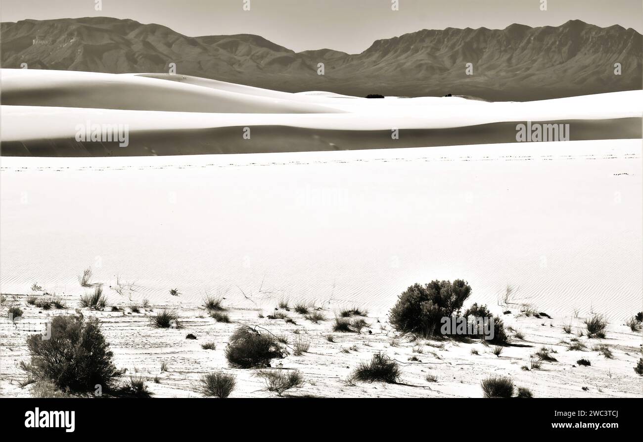 Monocromatico di base di dune di sabbia e flora al White Sands National Park Foto Stock