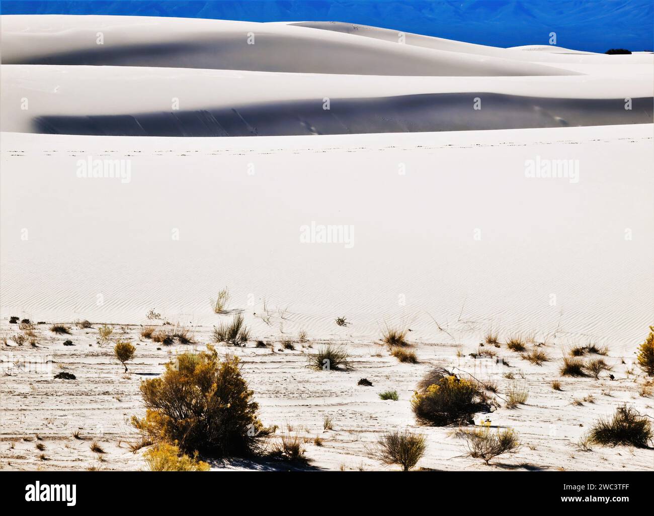 Fondo di dune di sabbia e piante al White Sands National Park Foto Stock