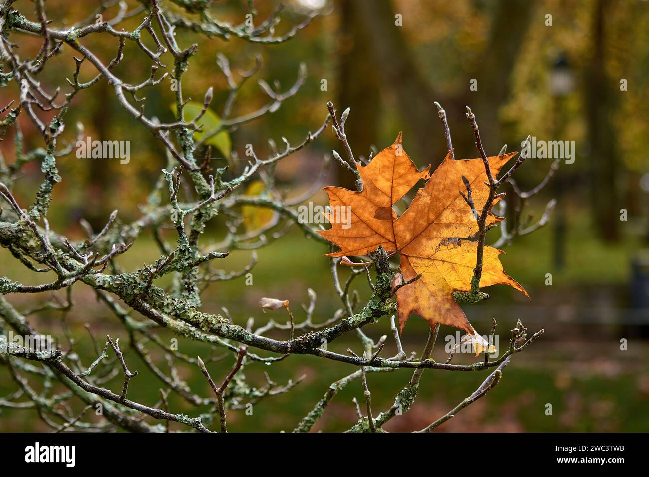 L'autunno lascia gli alberi senza foglie, come in questo caso ne ha lasciato solo uno. Foto Stock