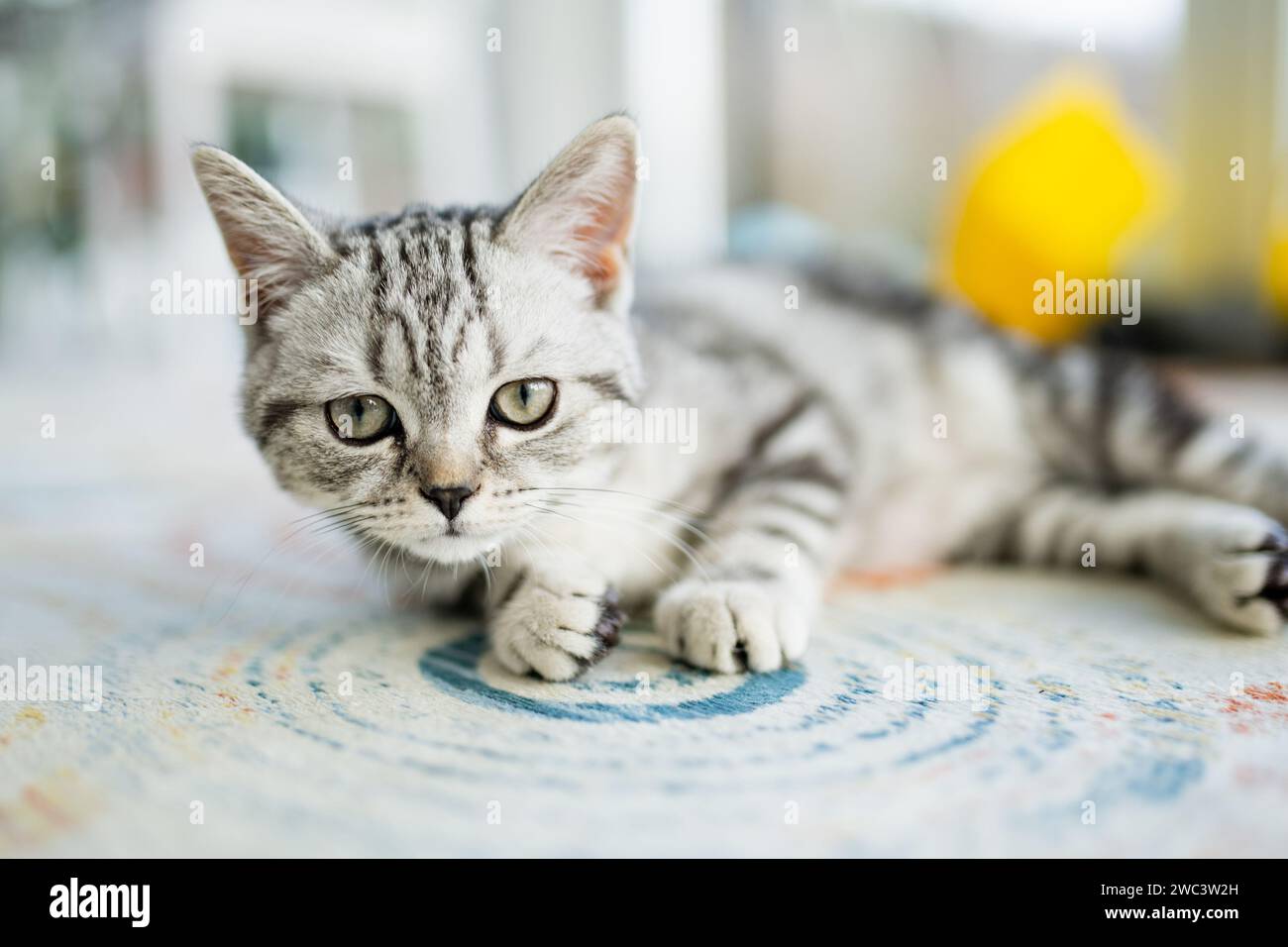 Gattino inglese shorthair Silver Tabby in salotto. Giovane gatto domestico che passa il tempo in casa. Foto Stock