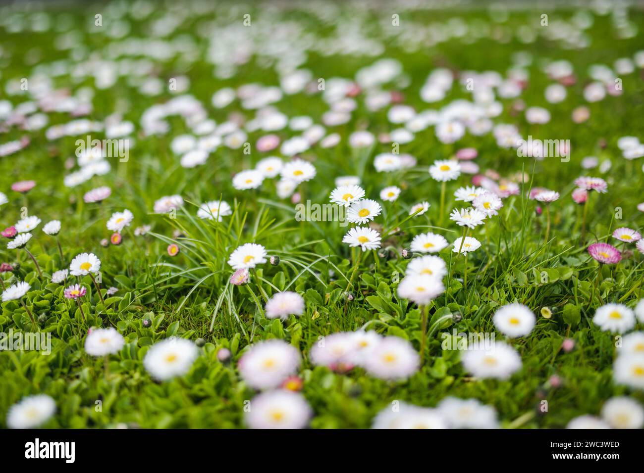 Bel prato in primavera pieno di margherite fiorite bianche e rosa su erba verde. Prato a margherita. Bellis perennis. Foto Stock