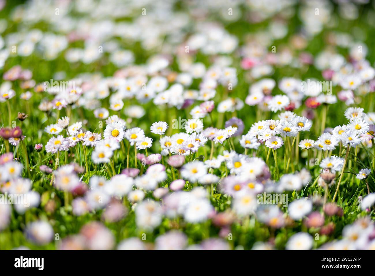 Bel prato in primavera pieno di margherite fiorite bianche e rosa su erba verde. Prato a margherita. Bellis perennis. Foto Stock