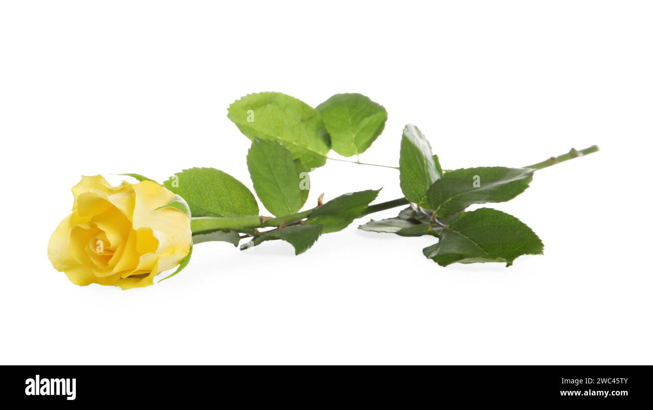 Bella rosa gialla fresca isolata su bianco Foto Stock