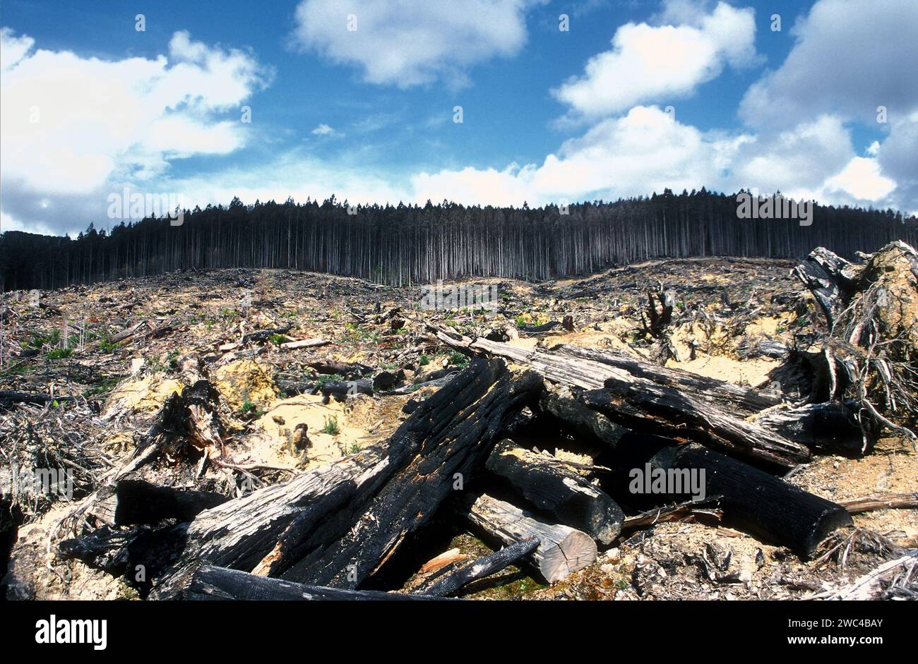 Foresta distrutta, Tasmania, Australia Foto Stock