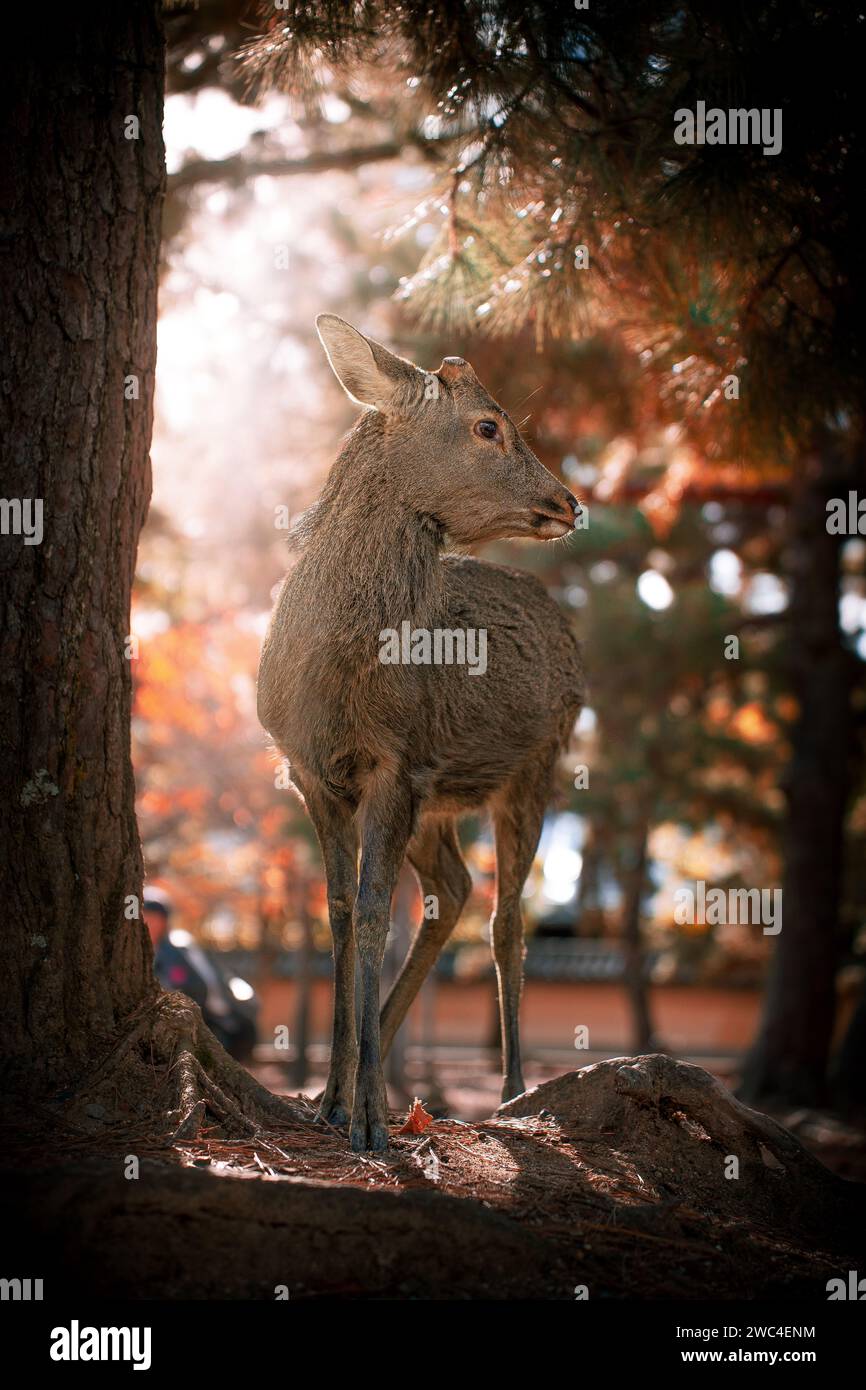 Carino cervo a Nara Park, Giappone. Stagione autunnale. Foto Stock