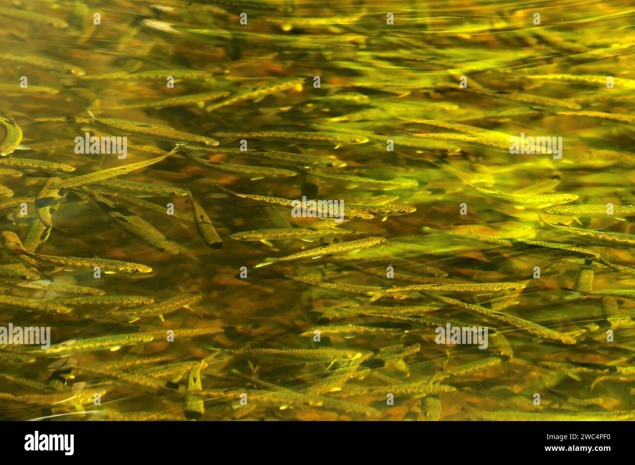 Coho Salmon Fry (Oncorhynchus kisutch) - giovani che vivono in uno stagno terrestre fino al rilascio in primavera. Kanaka Creek Fish Hatchery, B.C., Canada. Foto Stock
