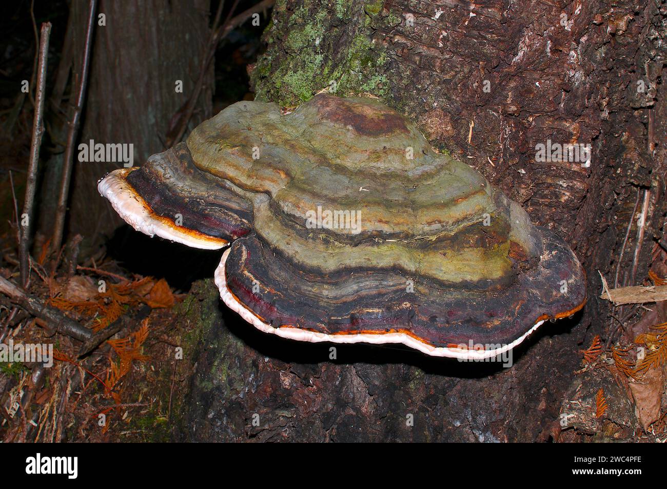 Fungo a staffa o fungo da scaffale (Basidiomycetes) che cresce alla base di un albero nel nord-ovest del Pacifico, in Canada. Foto Stock
