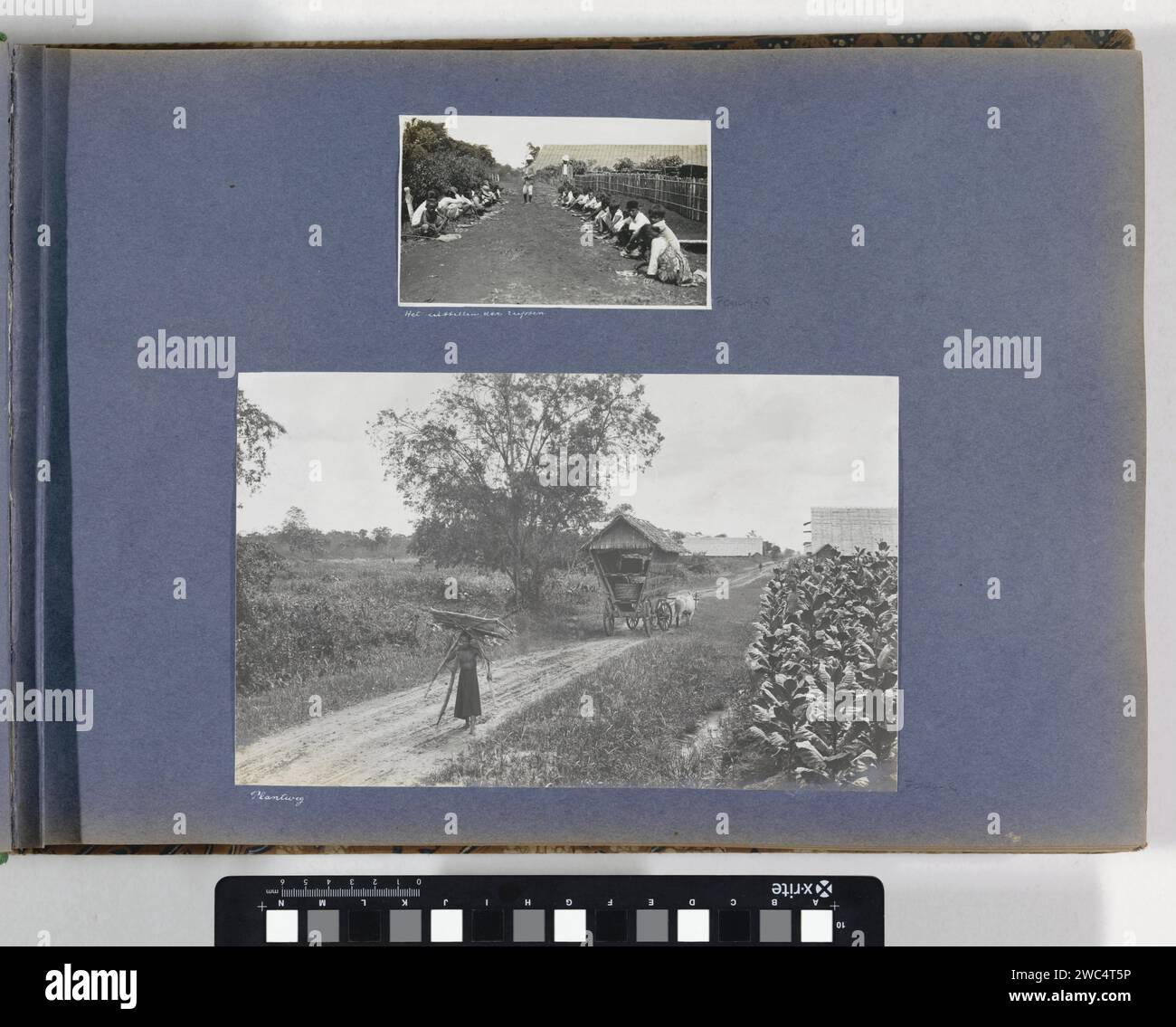 I bambini contano il numero di pilastri catturati nella piantagione di Sumatra, Anonimo, c. 1900 - c. 1920 Fotografia parte di Reisalbum con foto di attività e attrazioni turistiche a Sumatra e Giava e del viaggio a e nelle Indie orientali olandesi. Il giornale di Sumatra. supporto fotografico piantagione con stampa di gelatina e argento. bambino. catturare animali. tabacco. Lavoro minorile Sumatra Foto Stock