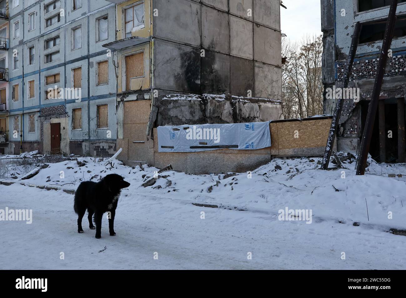 Zaporizhzhia, Ucraina. 13 gennaio 2024. Un cane randagio corre lungo la strada vicino all'edificio dell'appartamento che è stato pesantemente danneggiato dai bombardamenti russi a Zaporizhzhia. Il presidente ucraino Volodymyr Zelenskiy ha detto di essere più positivo ora che lo era il mese scorso che il suo paese avrebbe ottenuto nuovi aiuti finanziari dagli Stati Uniti. Ma non c'era alcuna indicazione a Washington che l'approvazione del Congresso per un pacchetto di aiuti proposto dalla Casa Bianca sarebbe stata imminente in qualsiasi momento presto. Credito: SOPA Images Limited/Alamy Live News Foto Stock