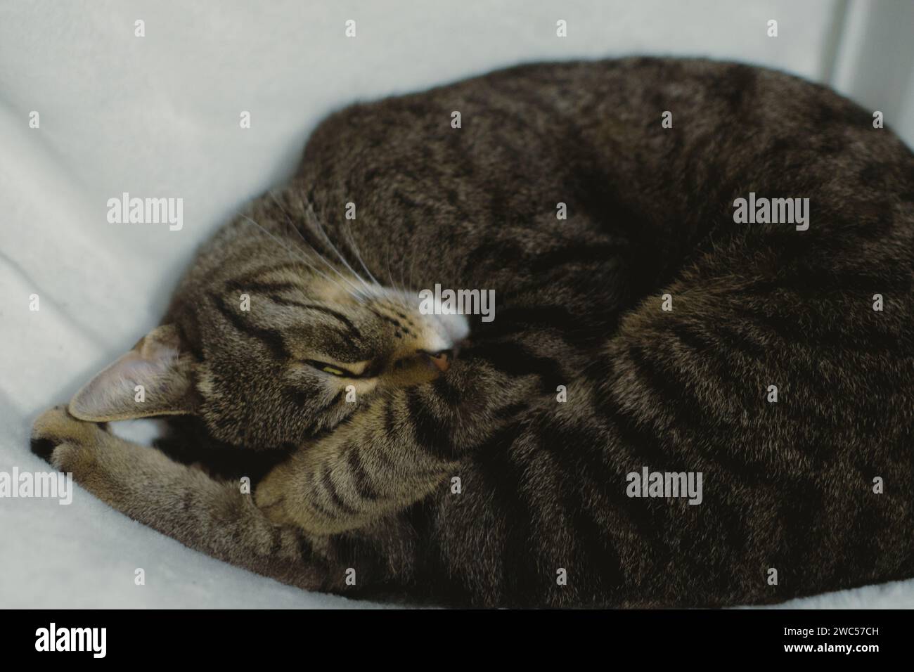 Un incantevole felino a righe riposa tranquillamente su un letto bianco immacolato adornato da lenzuola di lusso Foto Stock