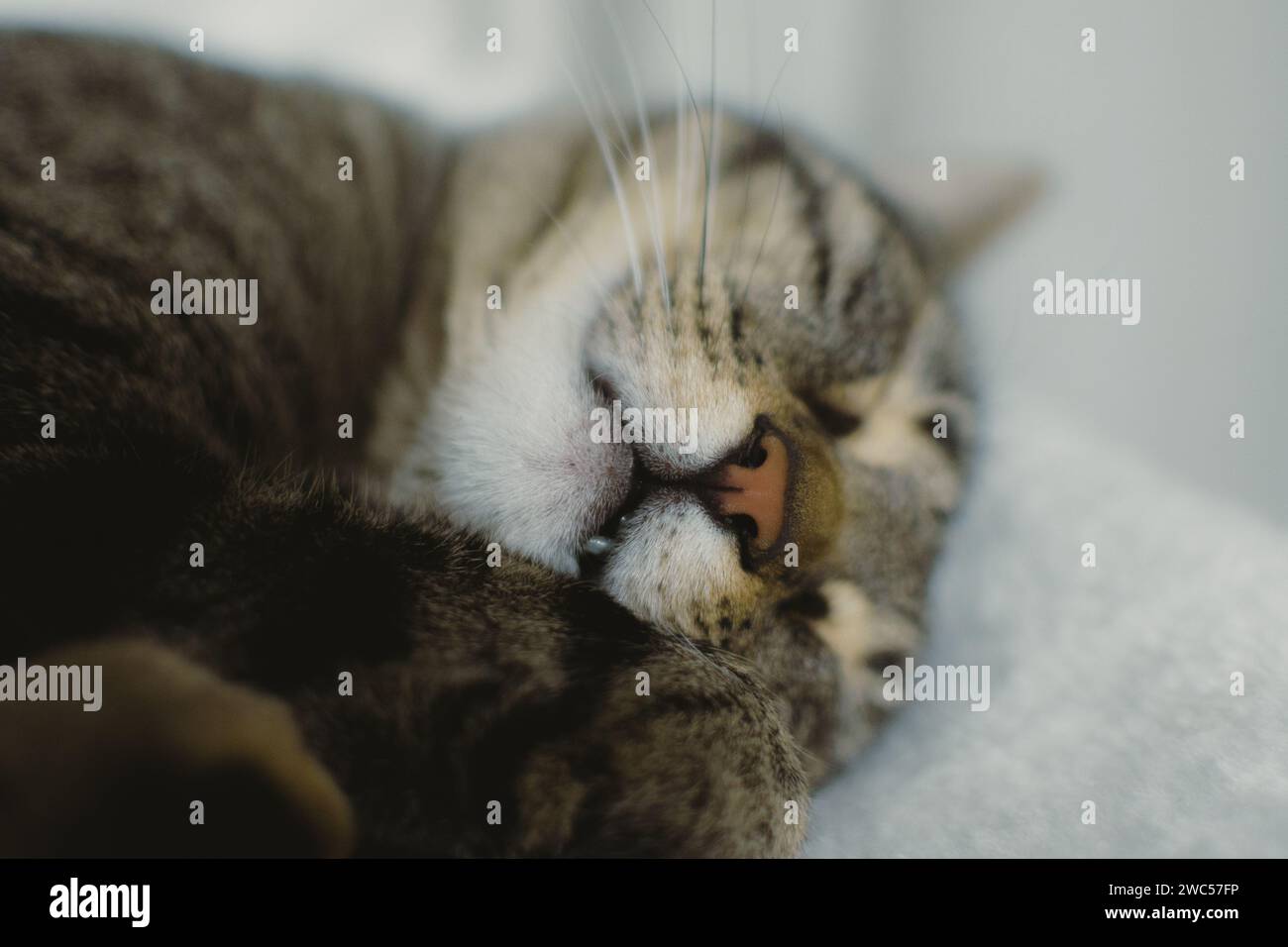 Un adorabile felino poggia tranquillamente su un morbido cuscino bianco, crogiolandosi nel comfort di una camera serena Foto Stock
