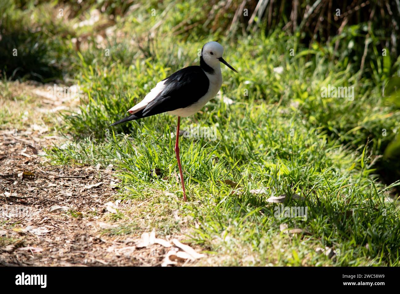 il palmo alato nero è un uccello marino bianco e nero con gambe rosa. Foto Stock