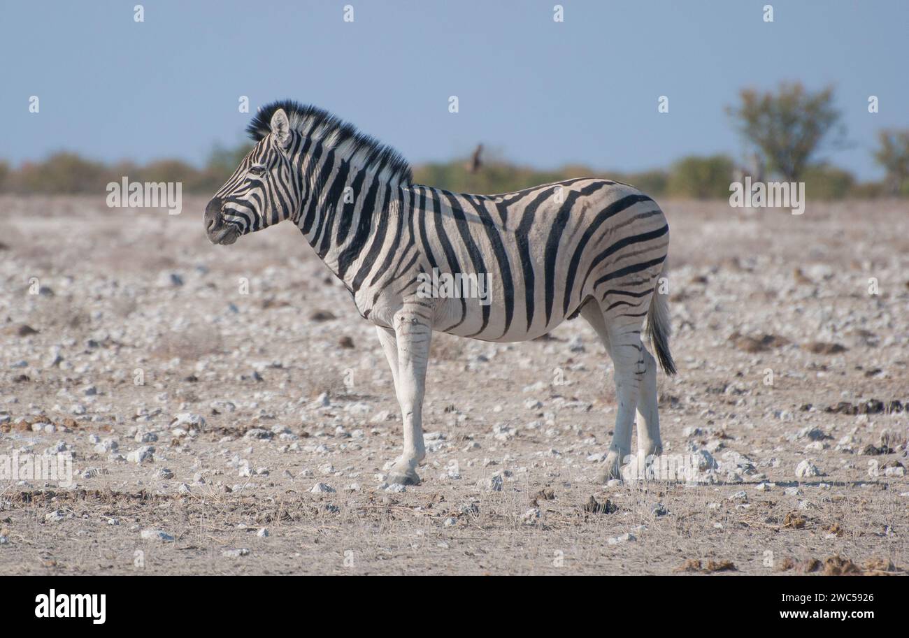 Zebra in Etosha Foto Stock