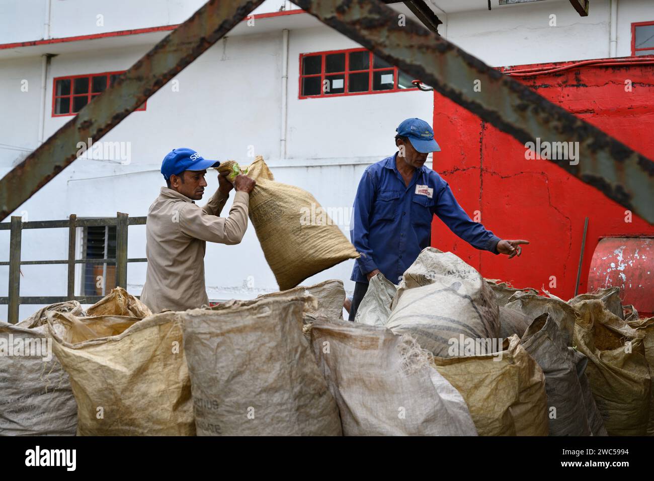 Bois Cheri, Mauritius - 18 ottobre 2023: Lavoratore presso la fabbrica di tè Bois Cheri che gestisce sacchi pieni di foglie di tè. Foto Stock