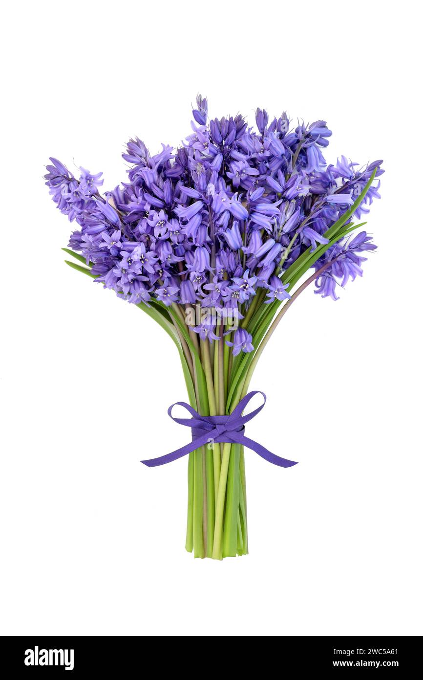 Bouquet di fiori di campanello per la primavera su sfondo bianco legato con fiocco a nastro viola. Regalo floreale per compleanno, festa della mamma, Pasqua. Foto Stock