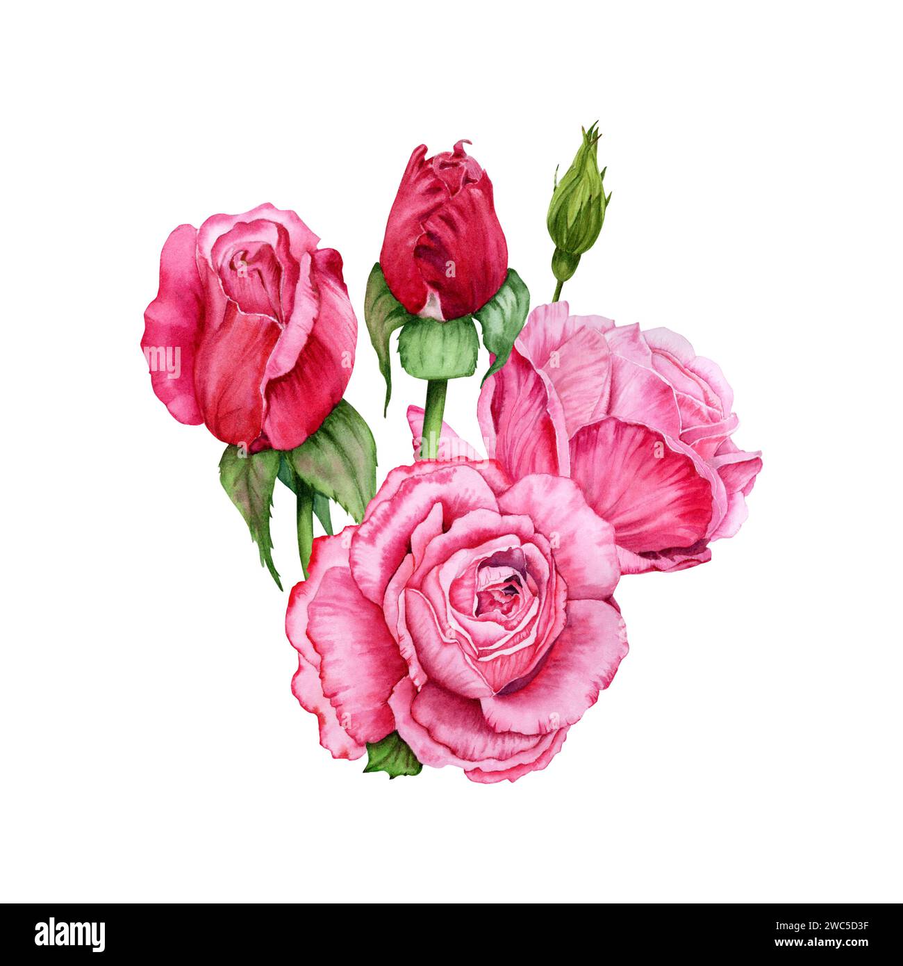 Composizione con fiori di rosa, gemme e foglie verdi. Illustrazione ad acquerello disegnata a mano isolata su sfondo bianco. Design floreale Foto Stock