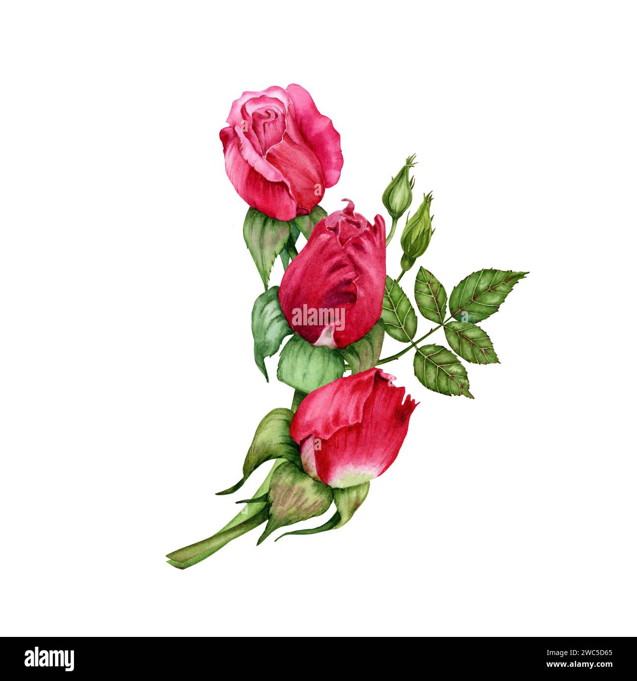 Composizione con fiori di rosa rossi, gemme e foglie verdi. Illustrazione ad acquerello disegnata a mano isolata su sfondo bianco. Disegni floreali per carte, Foto Stock