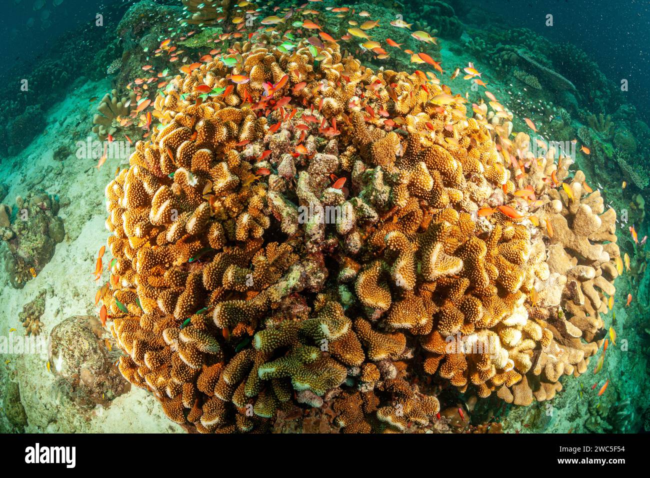Malesia, Sabah, Sipadan, Corallo Reef Foto Stock