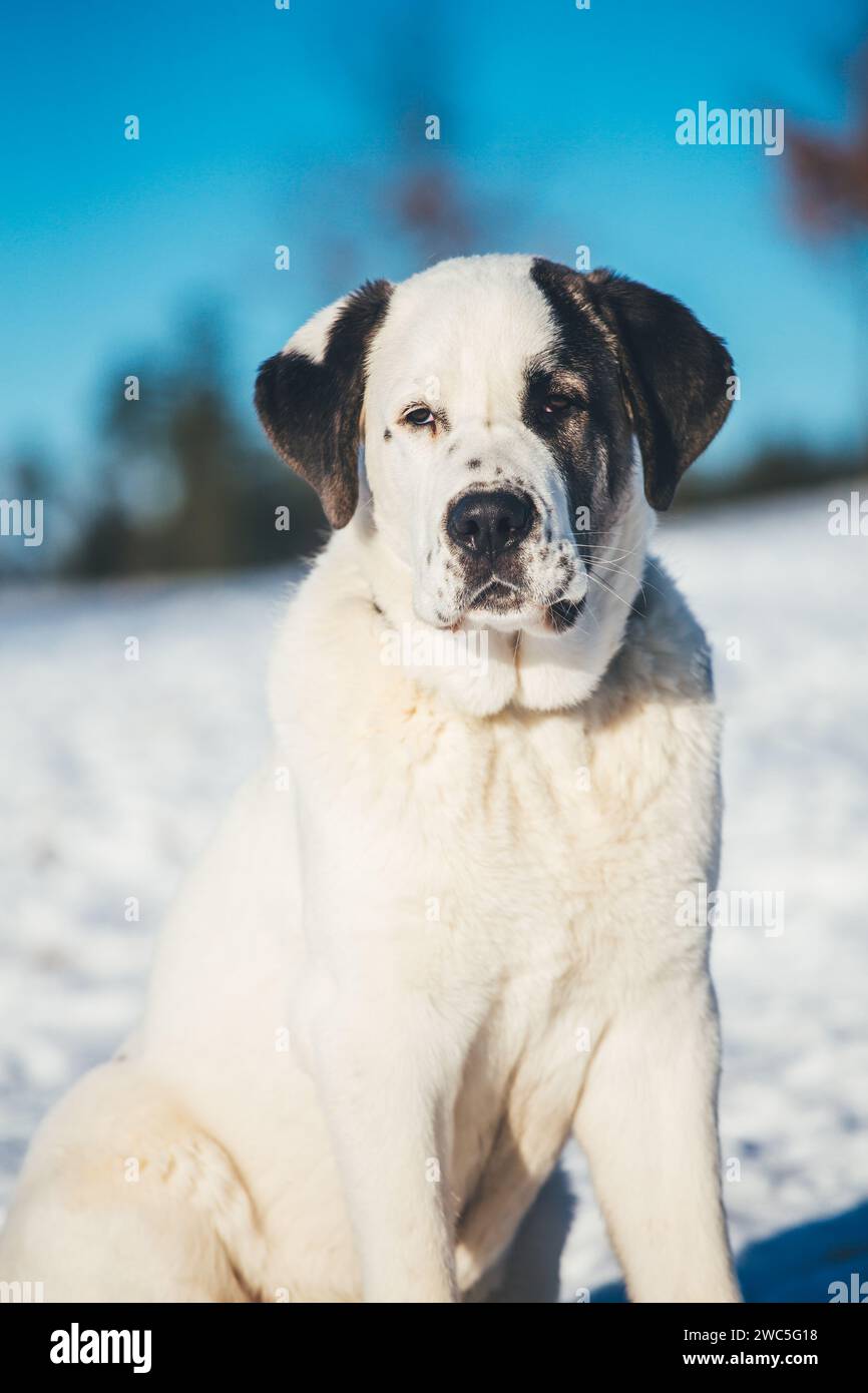 Cane pastore dell'Asia centrale (Ovcharka, Alabai) di 8 mesi Foto Stock